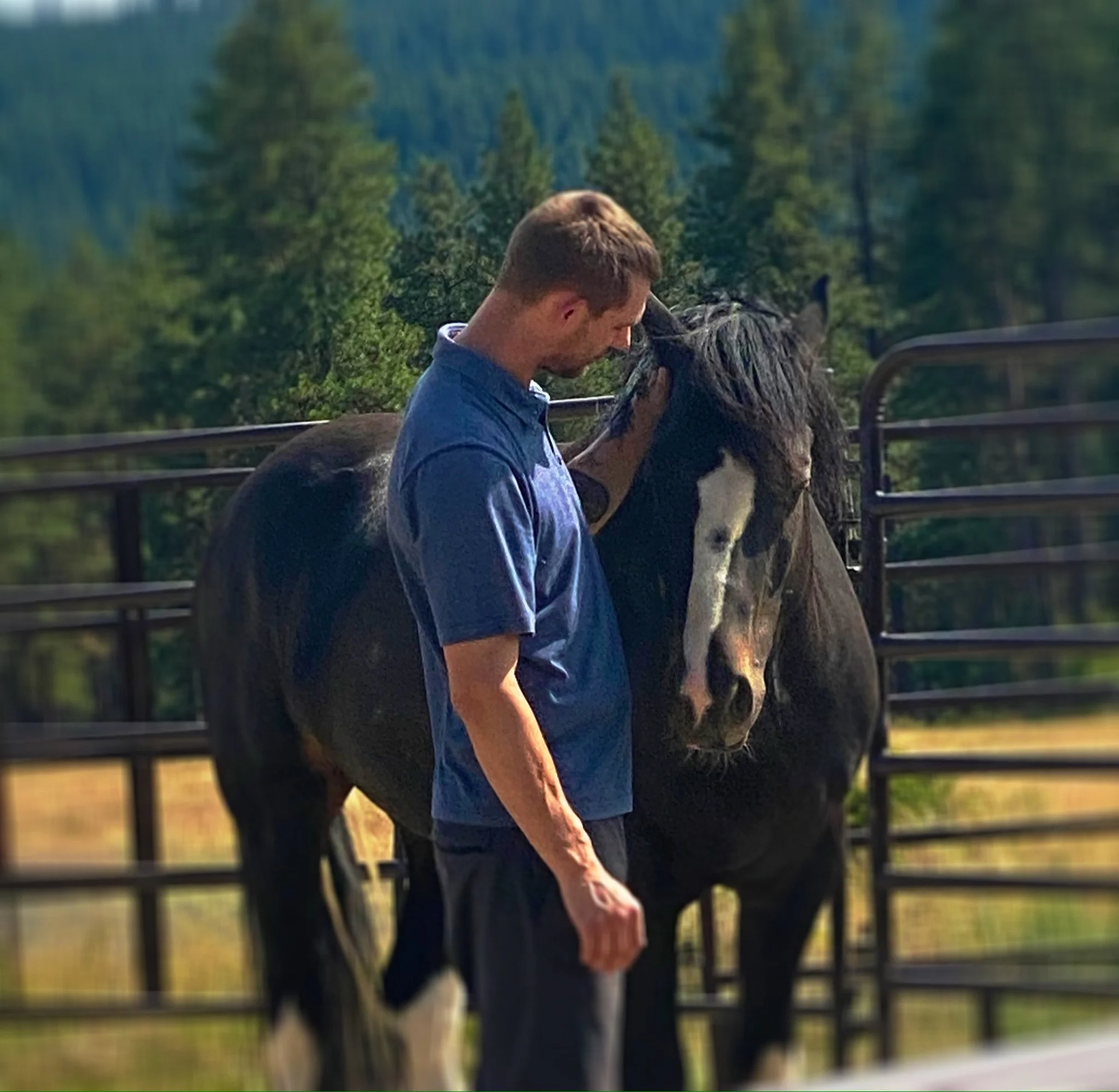 a participant gently touches a mustang equine coach