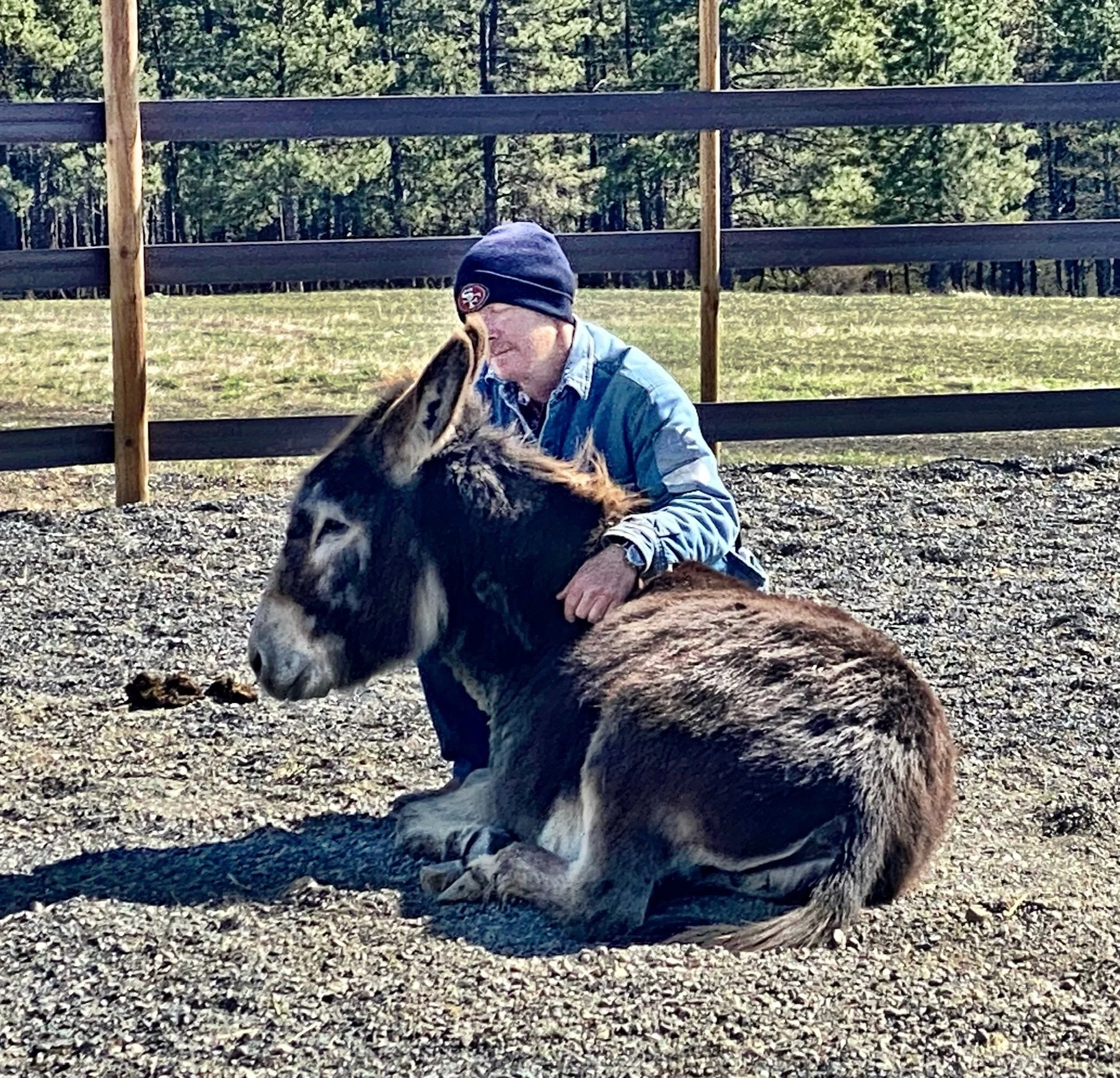 an event participant sitting with a burro in an arena