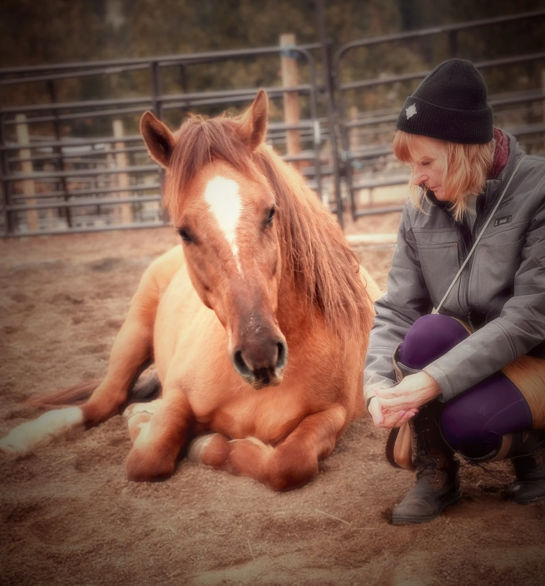A mustang lounges on a dirt ground in an arena with Michelle
