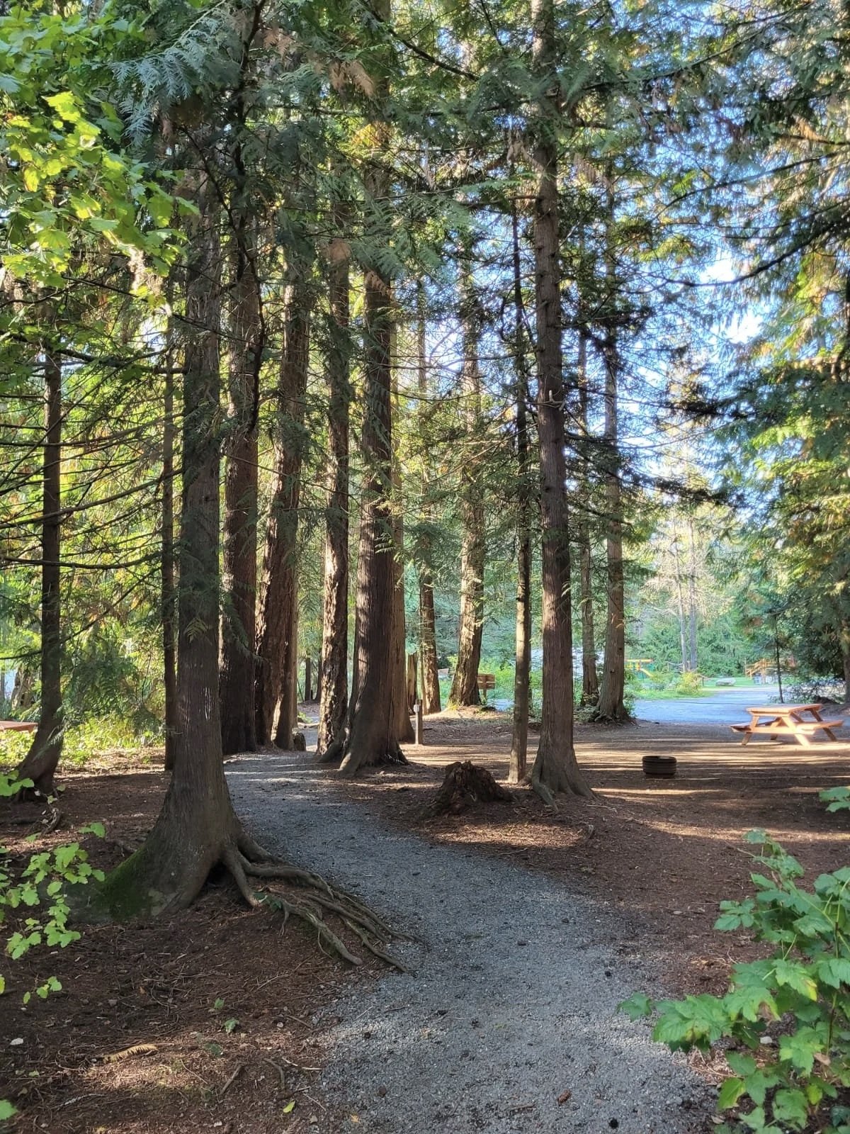 A gravel path winds through tall pine trees in a forested camping area. In the background, there are picnic tables, a tire, and a clearing with a parking area visible under a partly sunny sky.