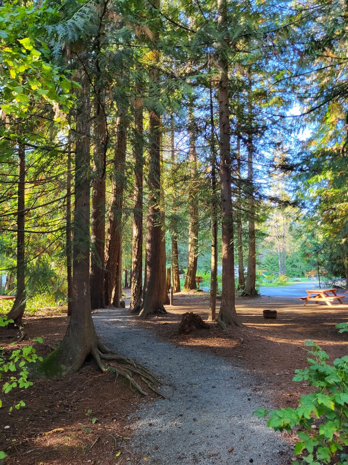 A forested area with tall trees and a dirt pathway, with a picnic table and parked cars visible in the background.