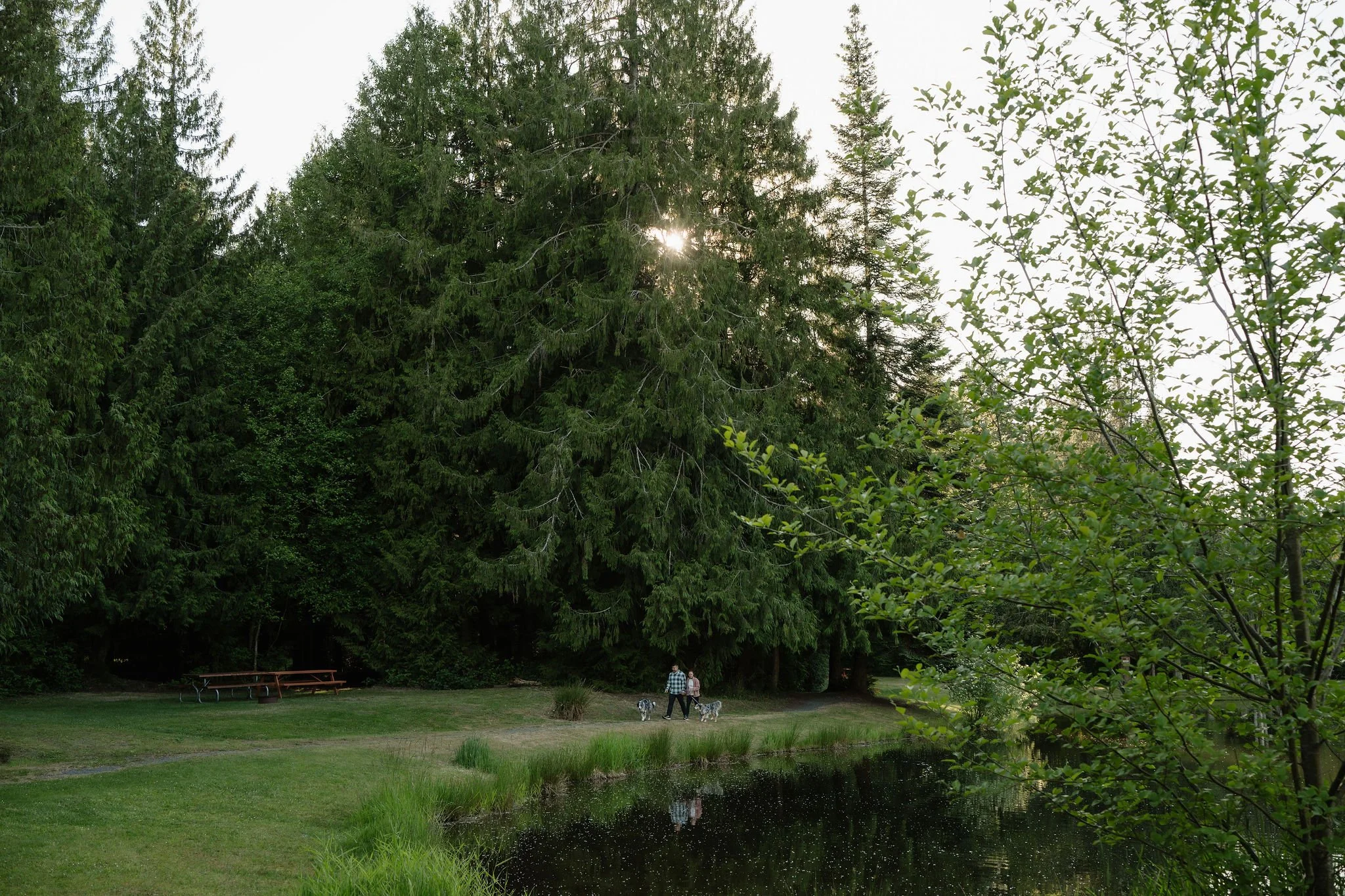 A forested area with tall trees and a dirt pathway, with a picnic table and parked cars visible in the background.