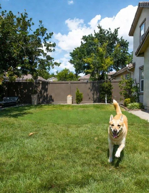 A happy dog running on a green lawn in a suburban backyard with trees, a house, and a wooden fence in the background.
