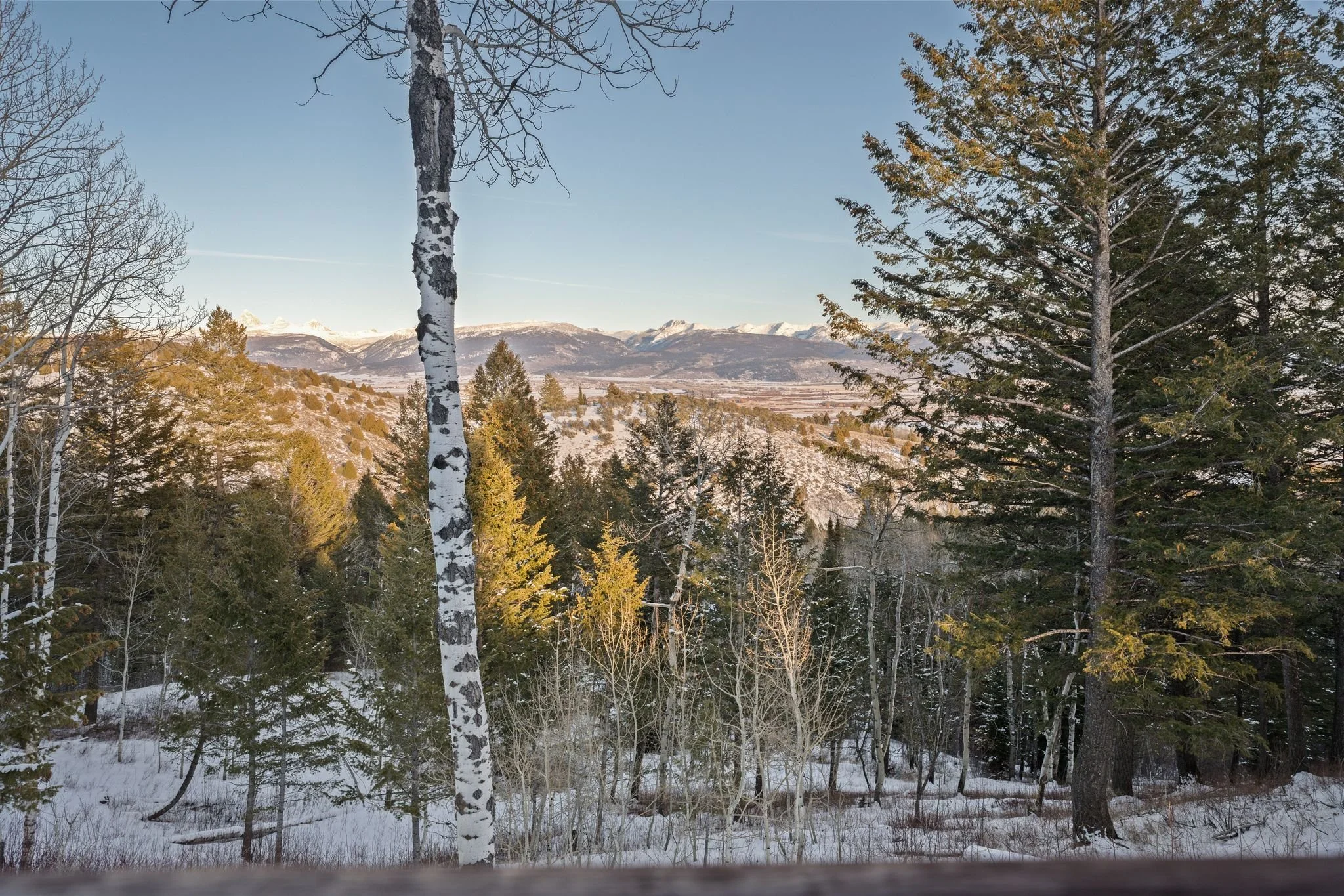 Snow-covered trees in a mountainous landscape during winter, with a clear blue sky.