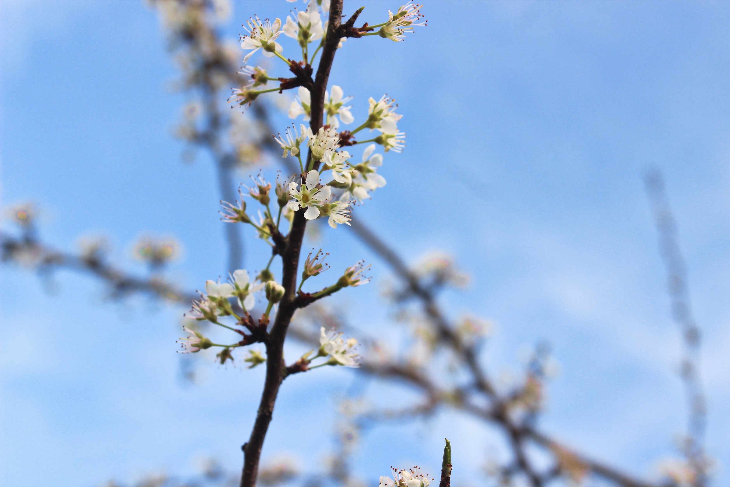 IMG_5317_Original copy.jpg