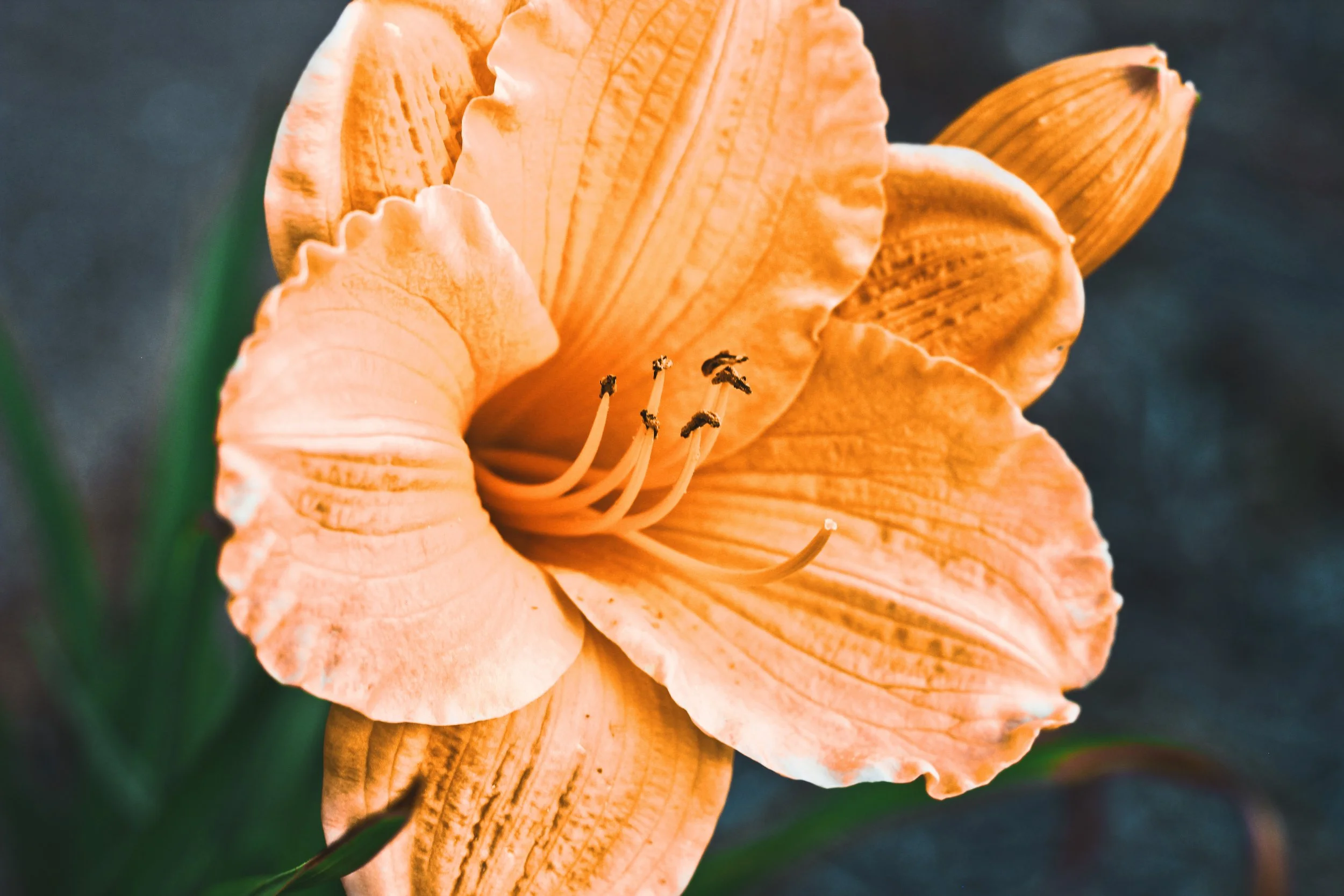 IMG_6283_Original copy 2.JPG