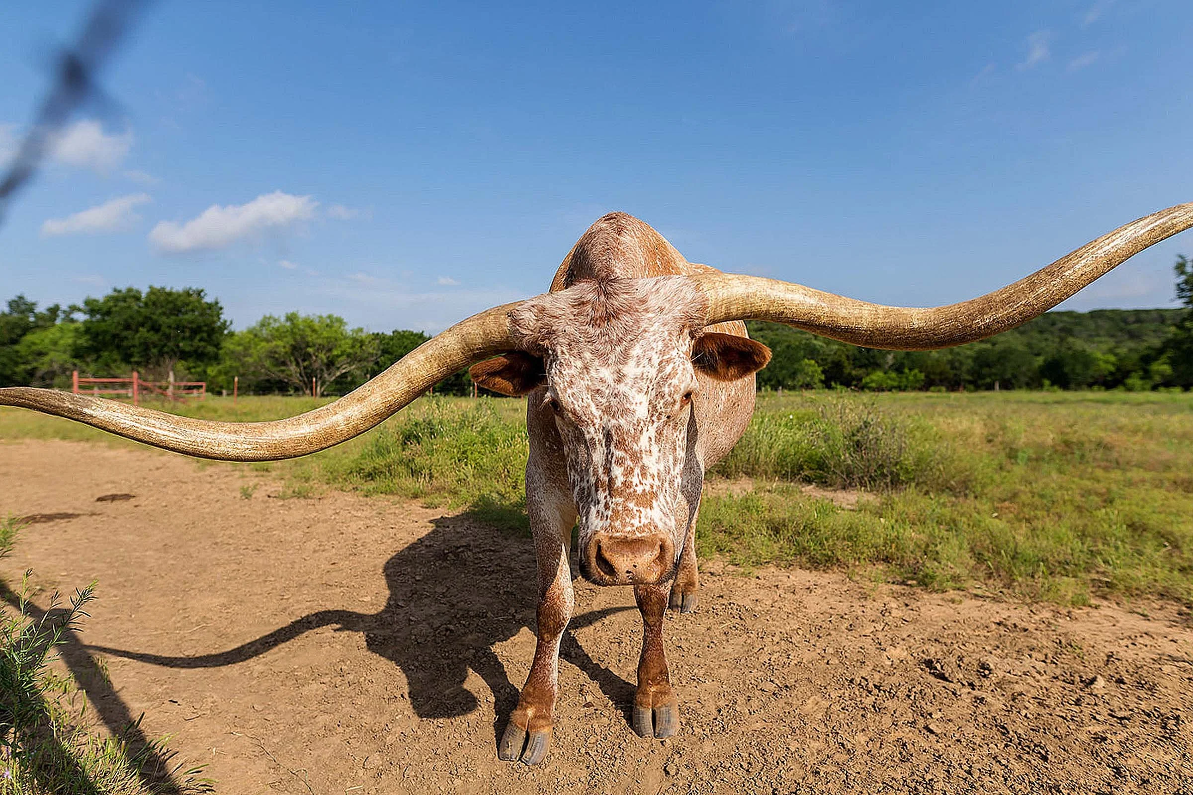 Un tollo con cuernos largos y curvados en un campo verde y soleado.