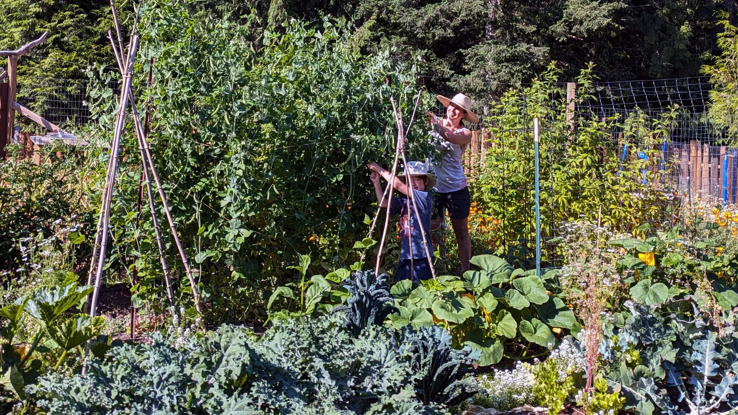A woman and young boy harvesting vegetables in a lush garden with various plants, support structures, and a wire fence in the background.
