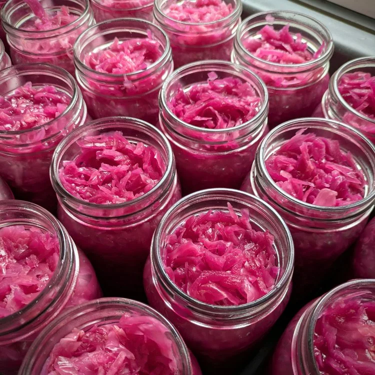 Multiple glass jars filled with bright pink pickled cabbage or sauerkraut.
