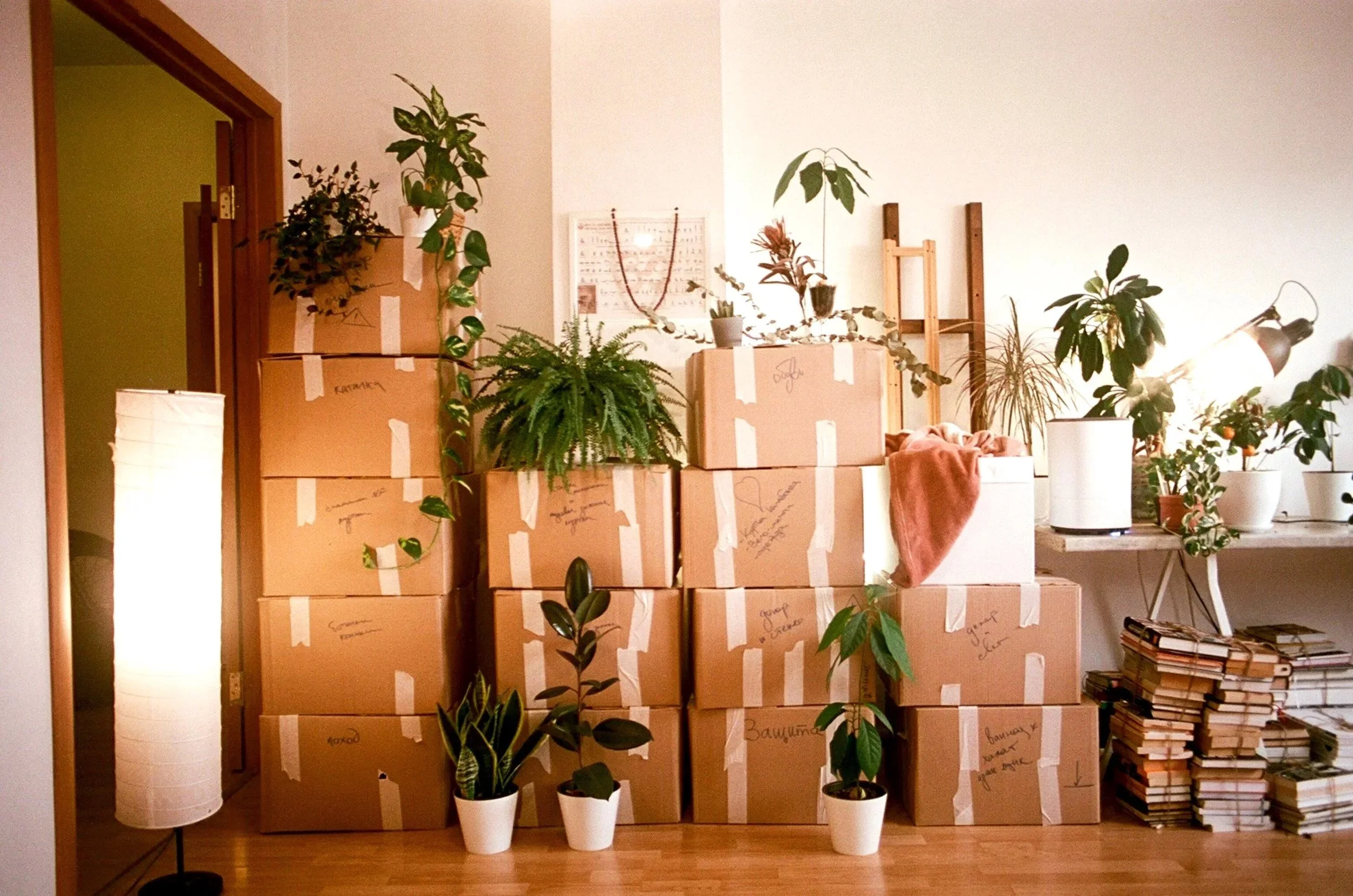 A room filled with cardboard boxes and various potted plants, stacked near a wall with a white poster. There is a tall white floor lamp on the left, and a table on the right with more plants and a large lamp. Several stacks of books are on the floor under the table.