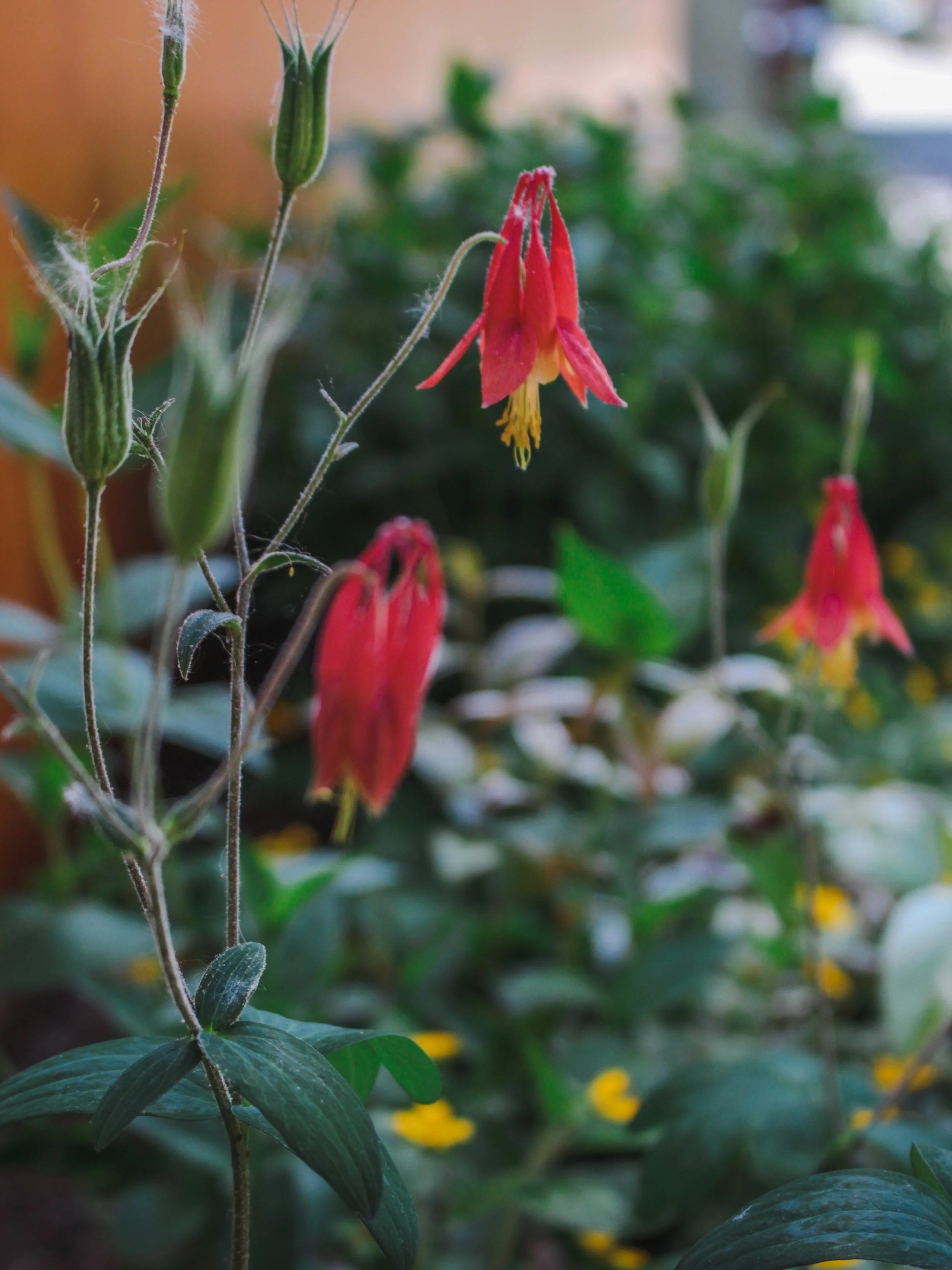 Close-up of red and yellow flowers with fuzzy green stems and leaves, surrounded by blurred green foliage and yellow flowers in the background.