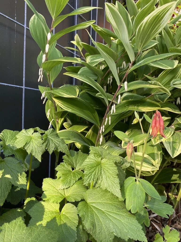 Green leafy plants, including a cluster of large, textured leaves in the foreground and variegated leaves with white and green stripes in the background, with pinkish flowers hanging down.