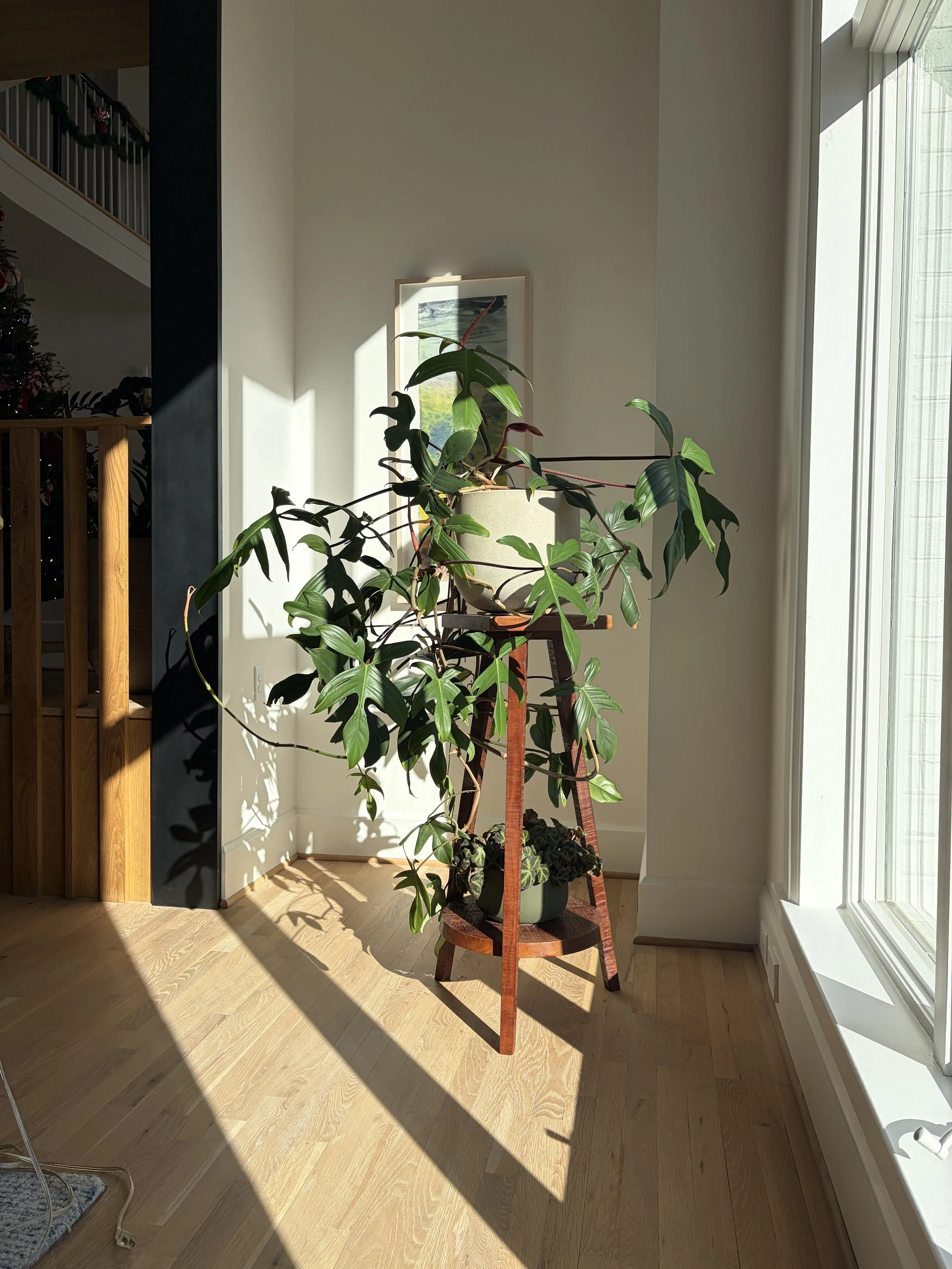 A potted green plant on a wooden stand near a large window, with sunlight casting shadows on a light hardwood floor and a white wall.