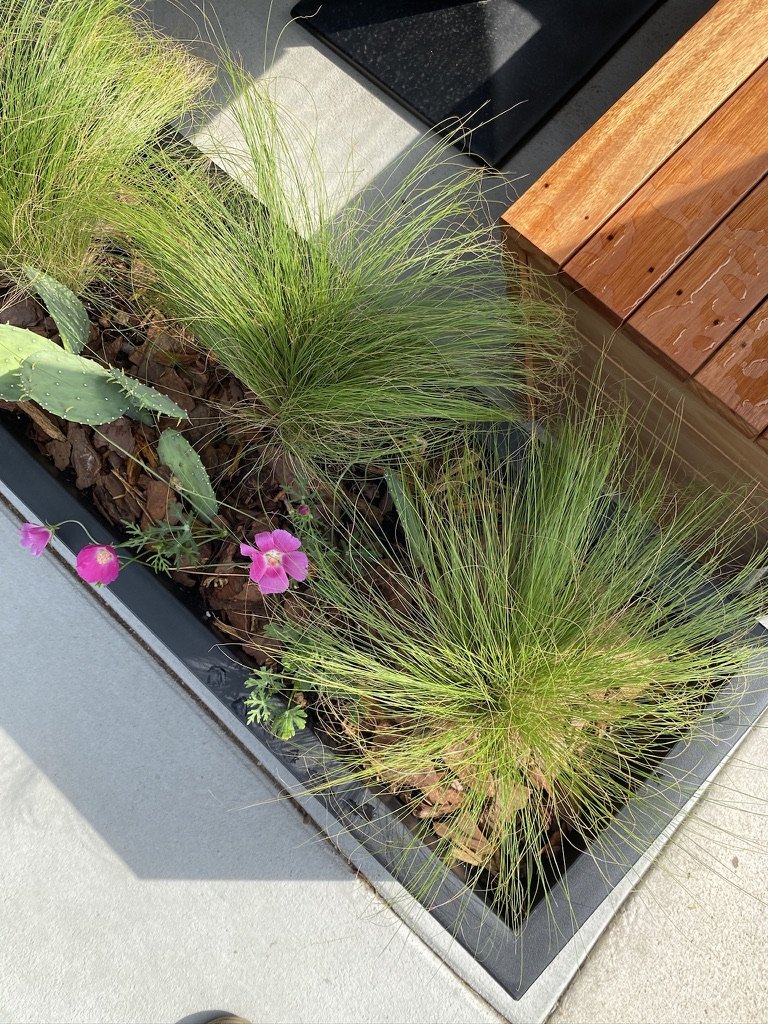 A rooftop garden with ornamental grasses and pink flowers, with a wooden bench nearby.