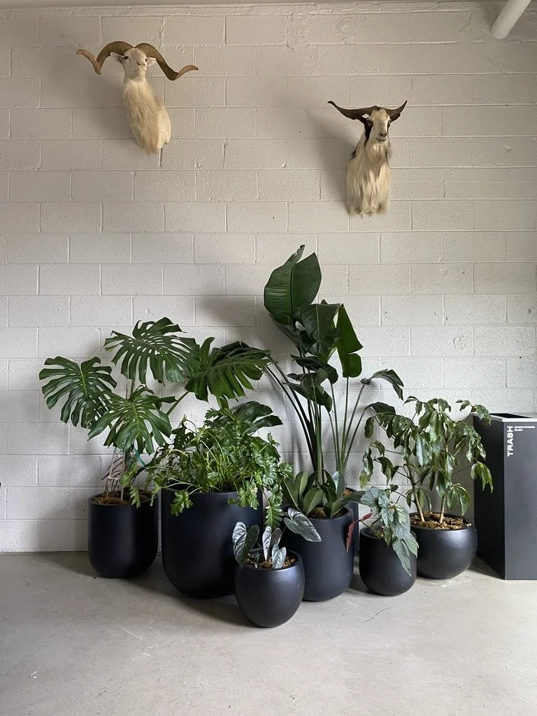 Two mounted animal heads with large horns on a white brick wall above potted plants in black containers and a trash bin.