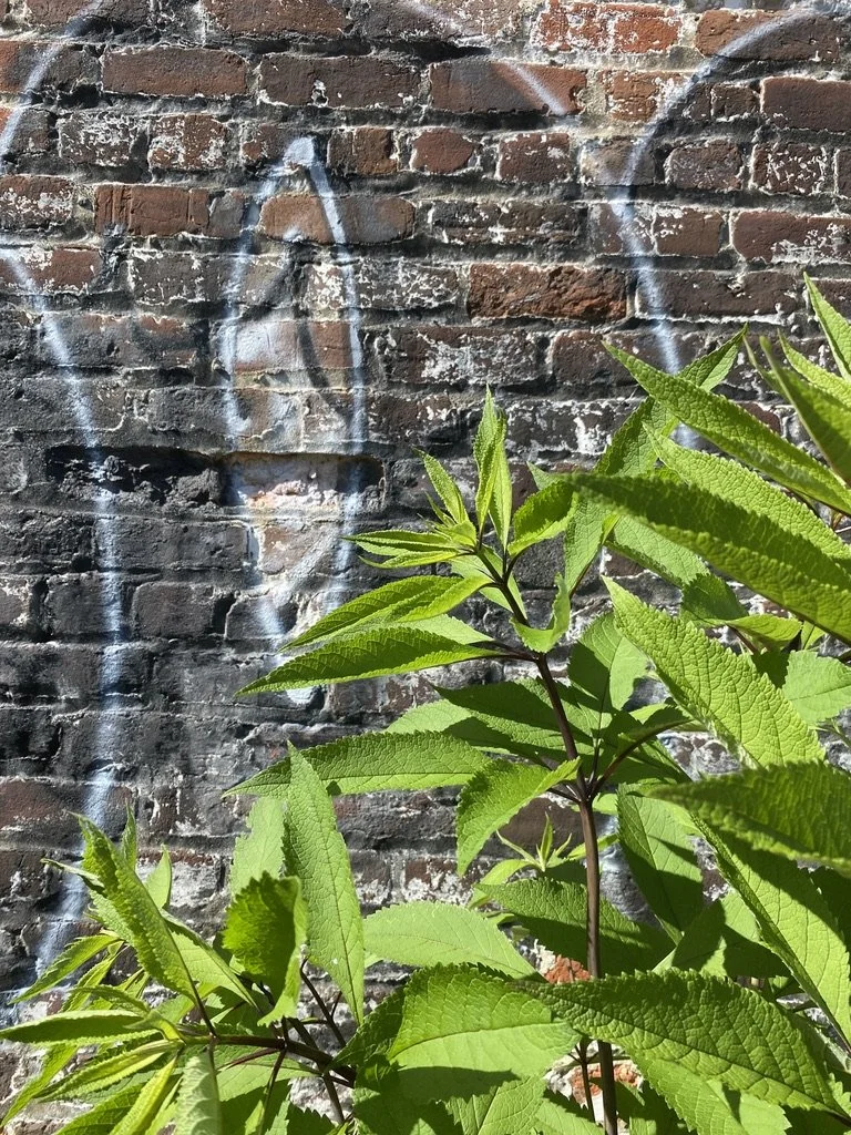 Green leafy plant in front of a brick wall with graffiti.