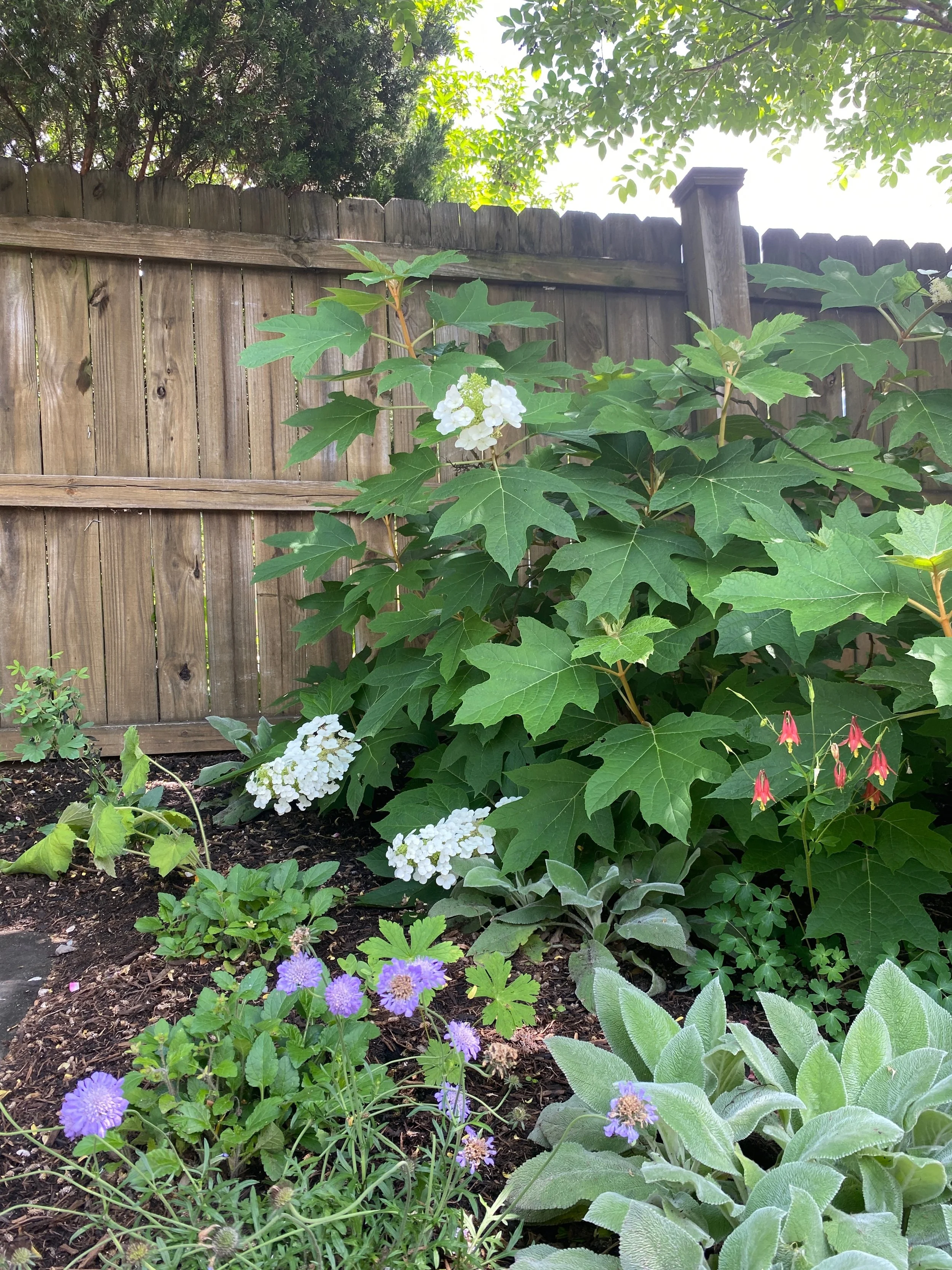 A lush garden with a tall shrub bearing white hydrangea flowers, pink bleeding heart flowers, purple aster flowers, and silver-green lamb's ear plants, all bordered by a wooden fence.