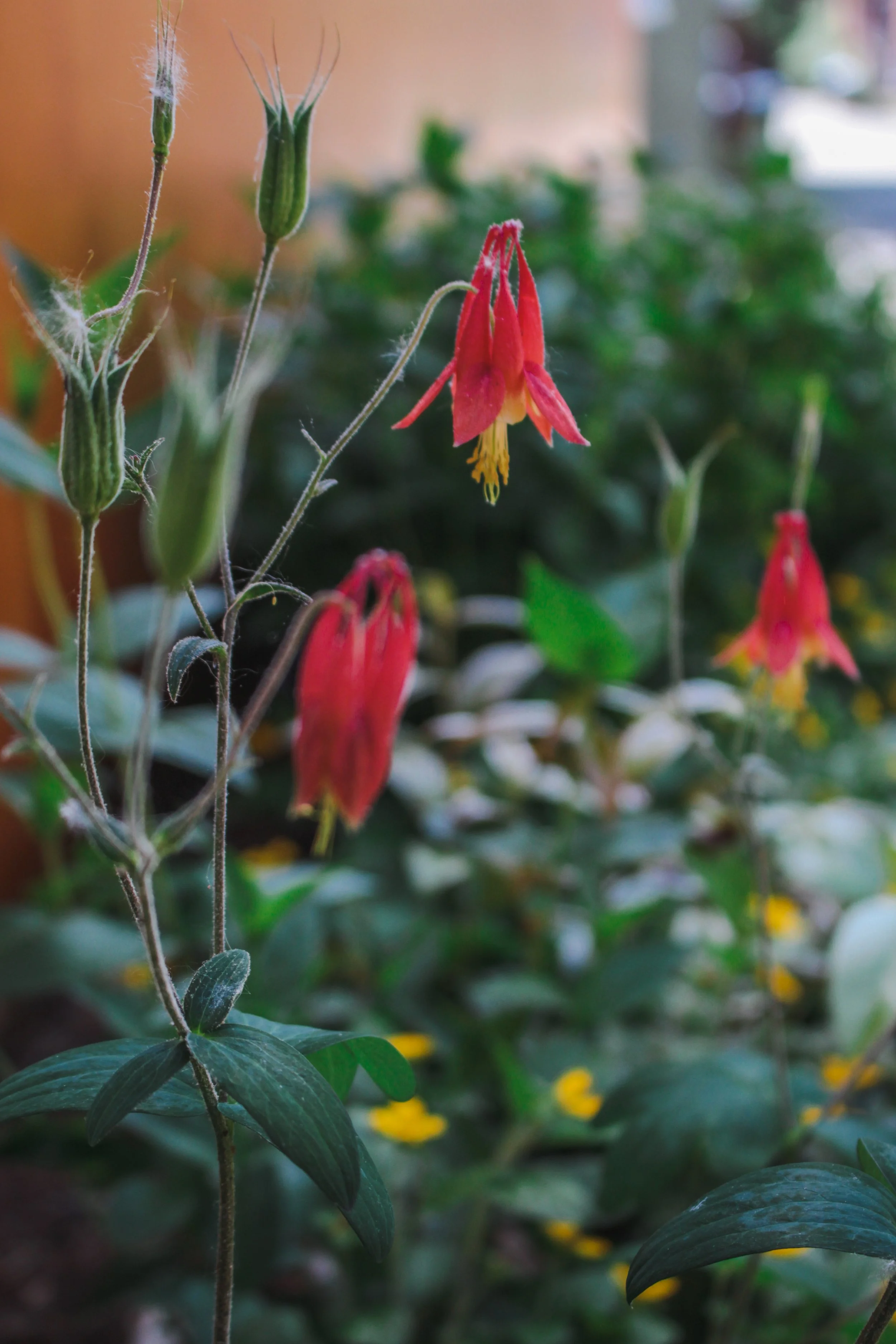 Close-up of red and yellow flowers hanging upside down, with green foliage in the background.
