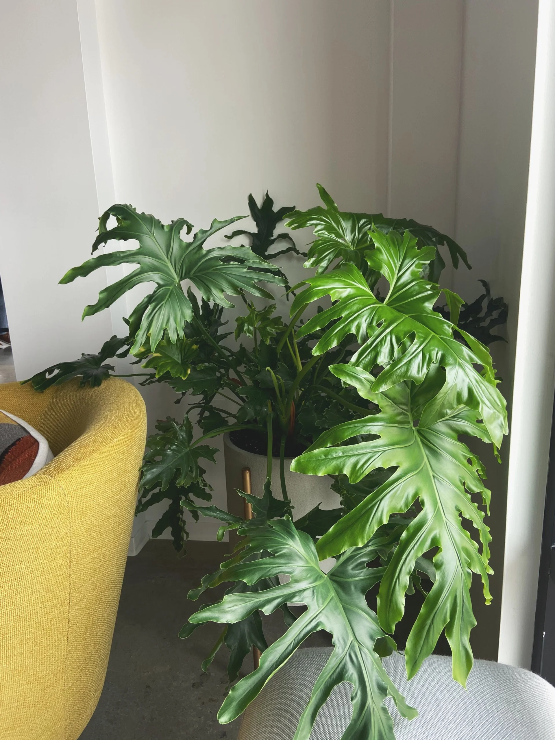 A large green leafy plant in a white pot with a gold stand placed in a corner of a room, next to a gray chair and an olive green armchair.
