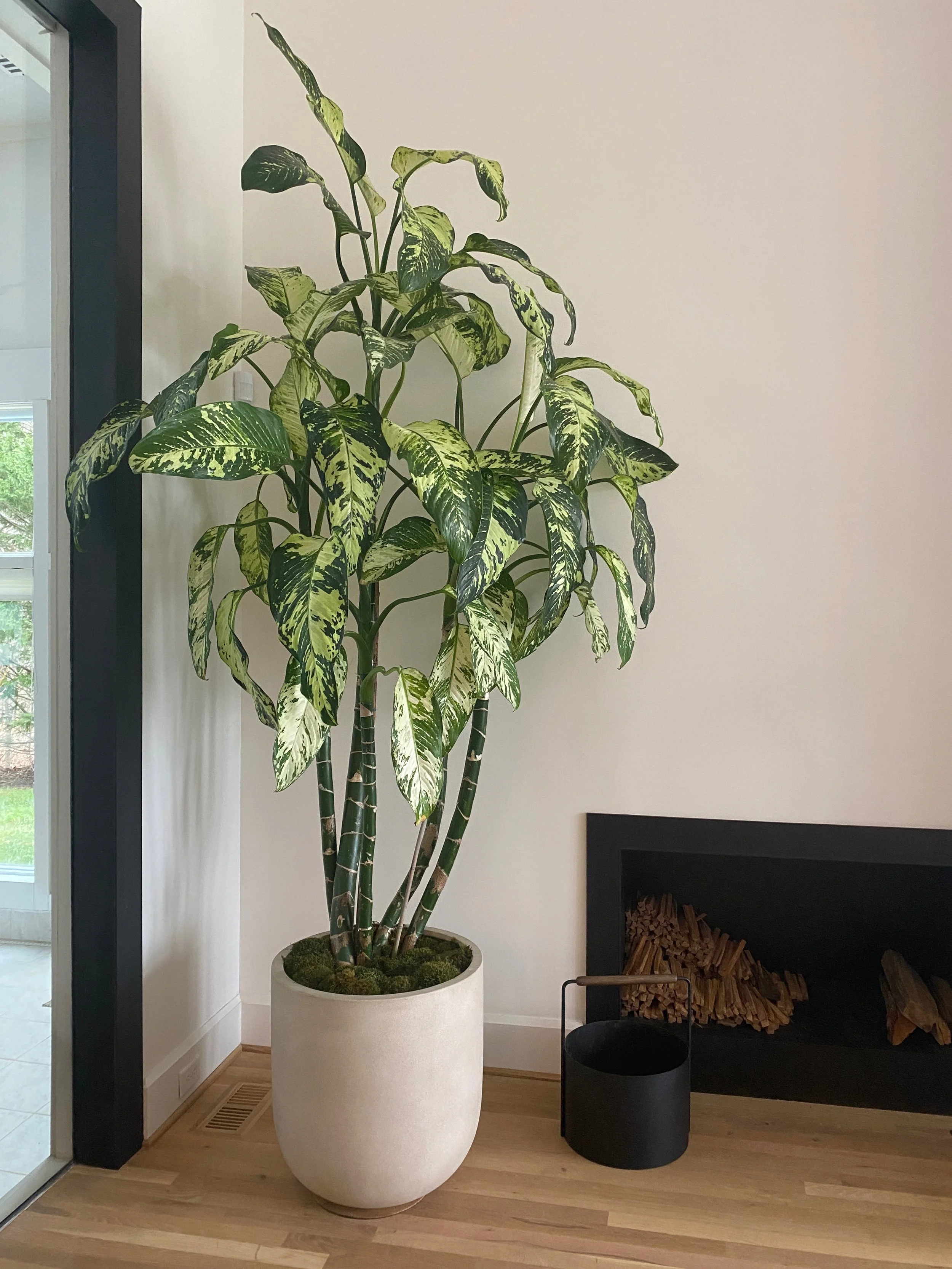 Indoor potted plant with variegated green and yellow leaves next to a black fireplace filled with wood logs, on a wooden floor.