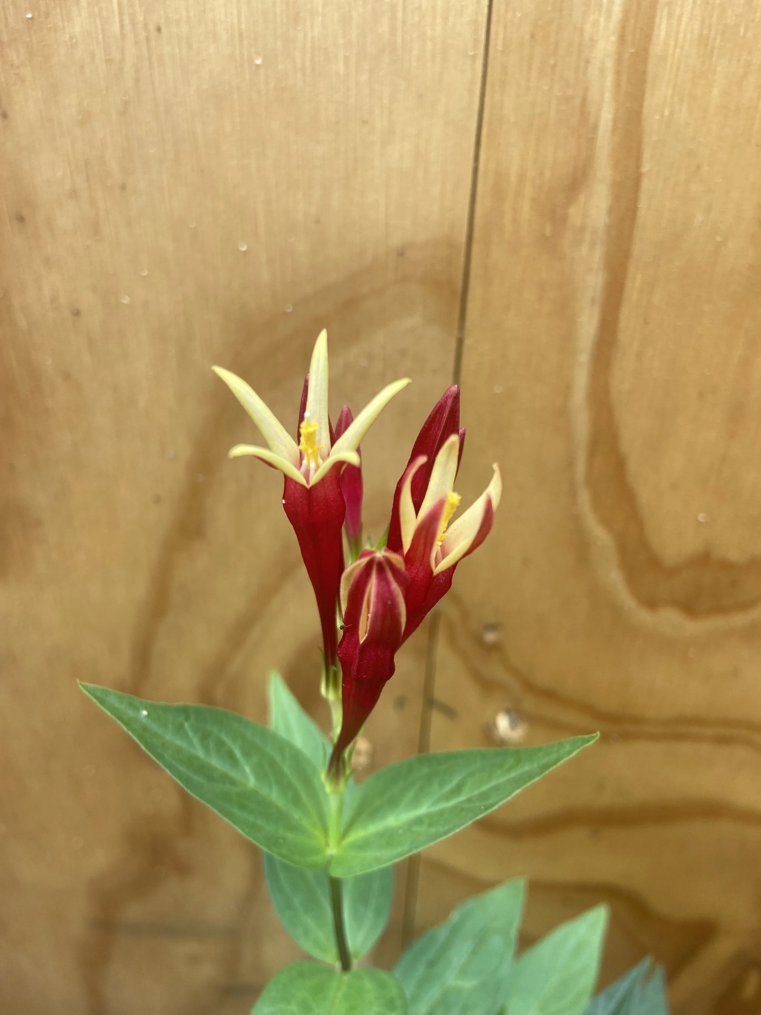 Close-up of a red and yellow flowering plant with green leaves against a wooden background.