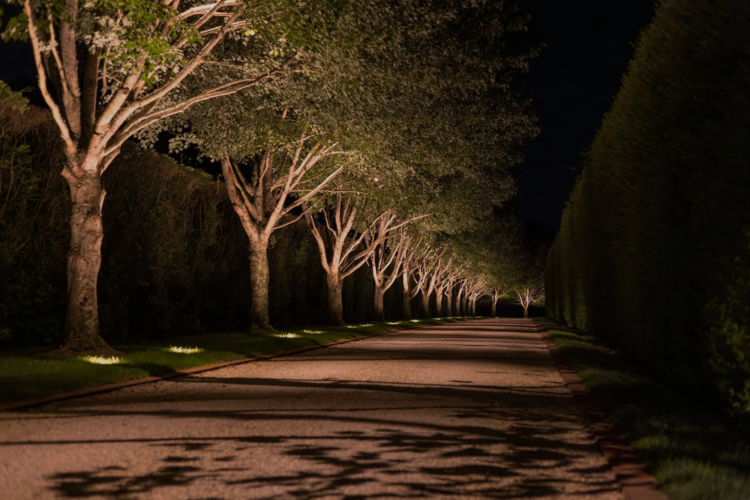Nighttime scene of a row of illuminated trees lining a path or road, with their shadows cast on the pavement.