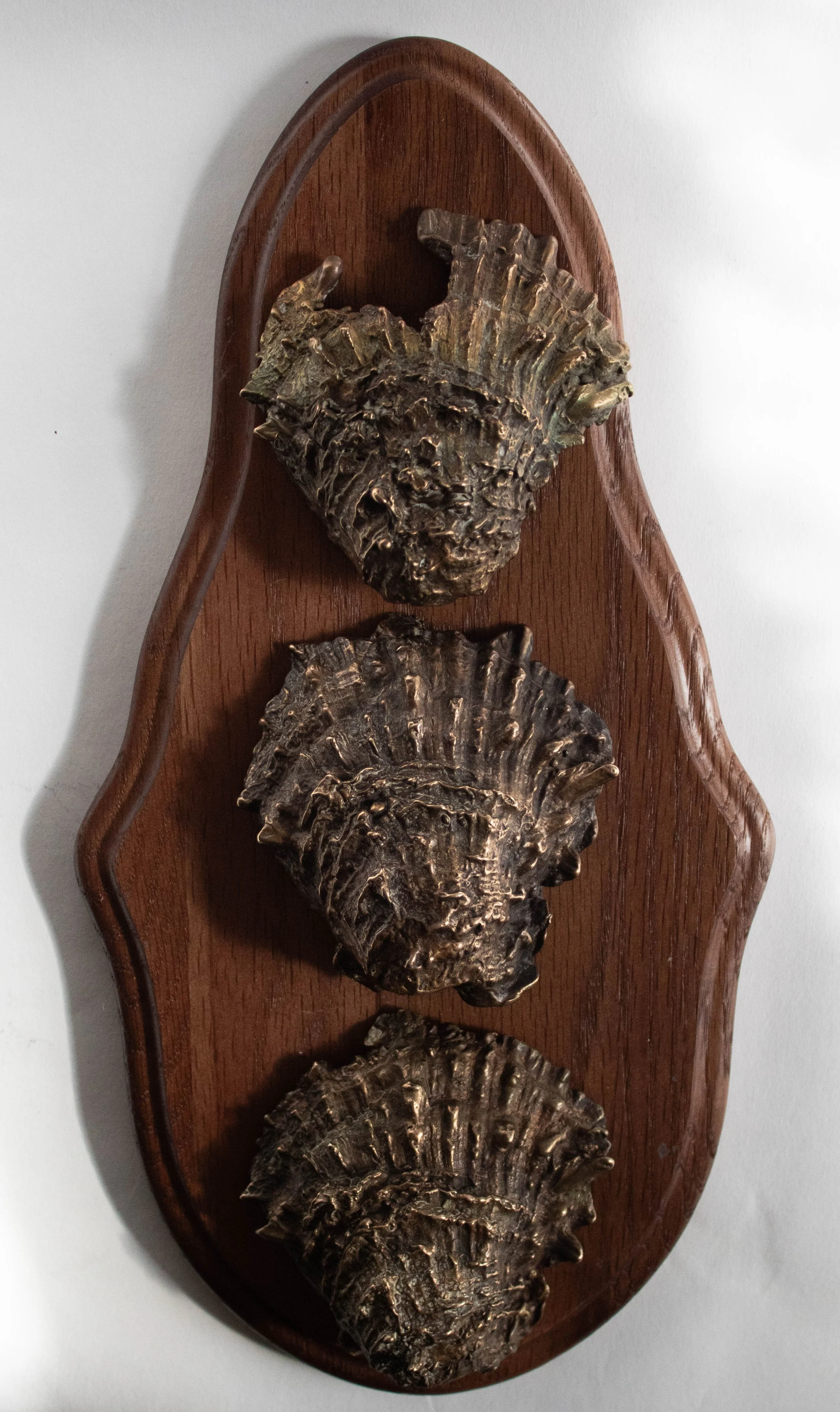 "Shell Motif" 2024, Cast Bronze and Wooden Deer Mount Plaque