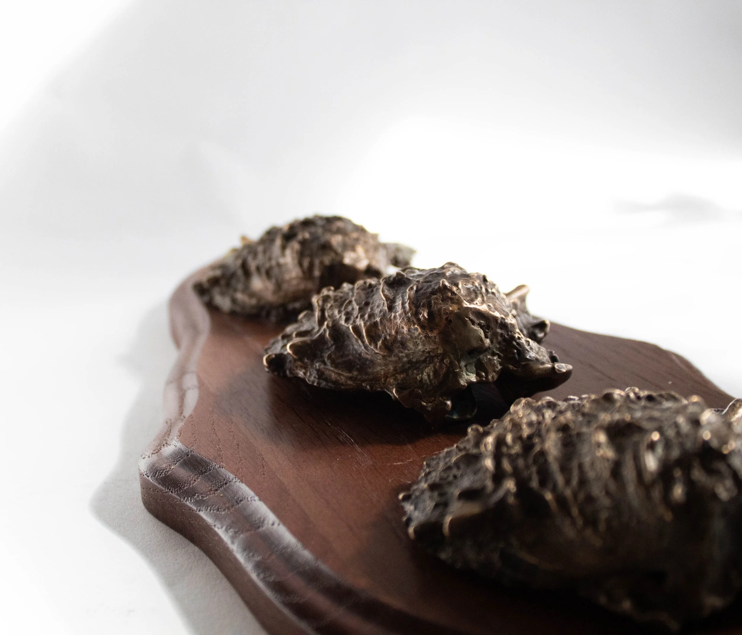 "Shell Motif" 2024, Cast Bronze and Wooden Deer Mount Plaque