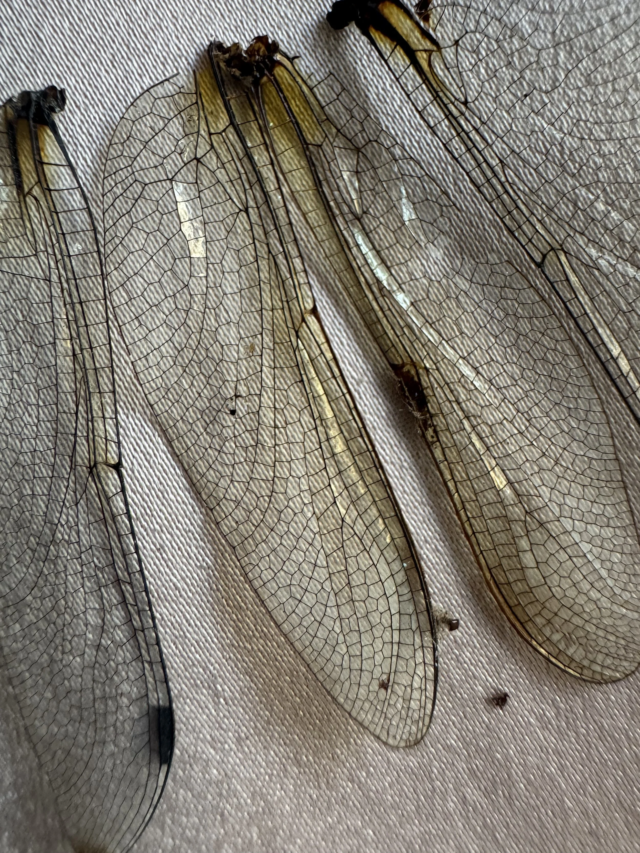 Close-up of three dragonfly wings on a fabric surface, showing intricate vein patterns.