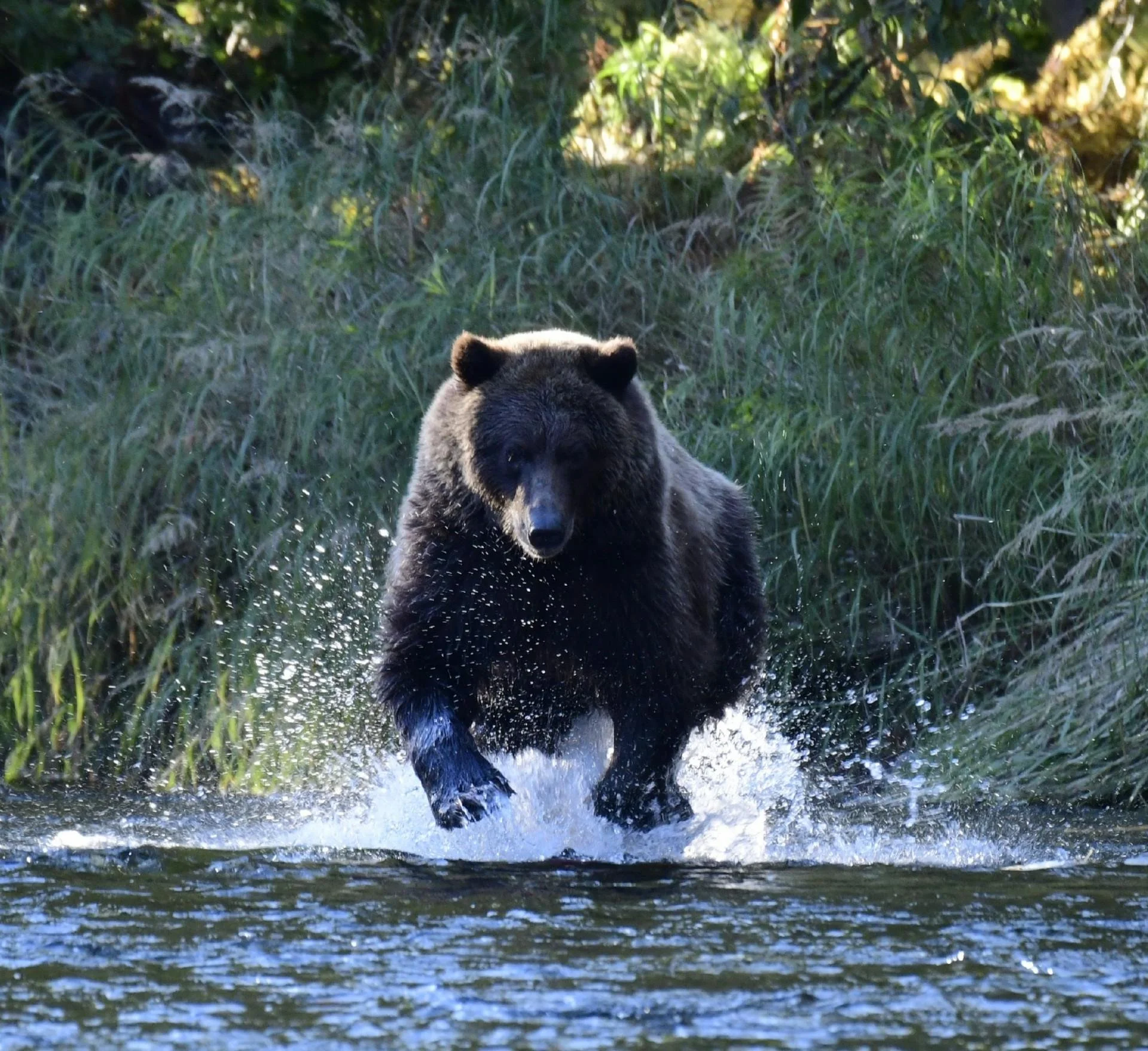 A brown bear running through a shallow body of water in a green, grassy area with dense foliage on the bank.