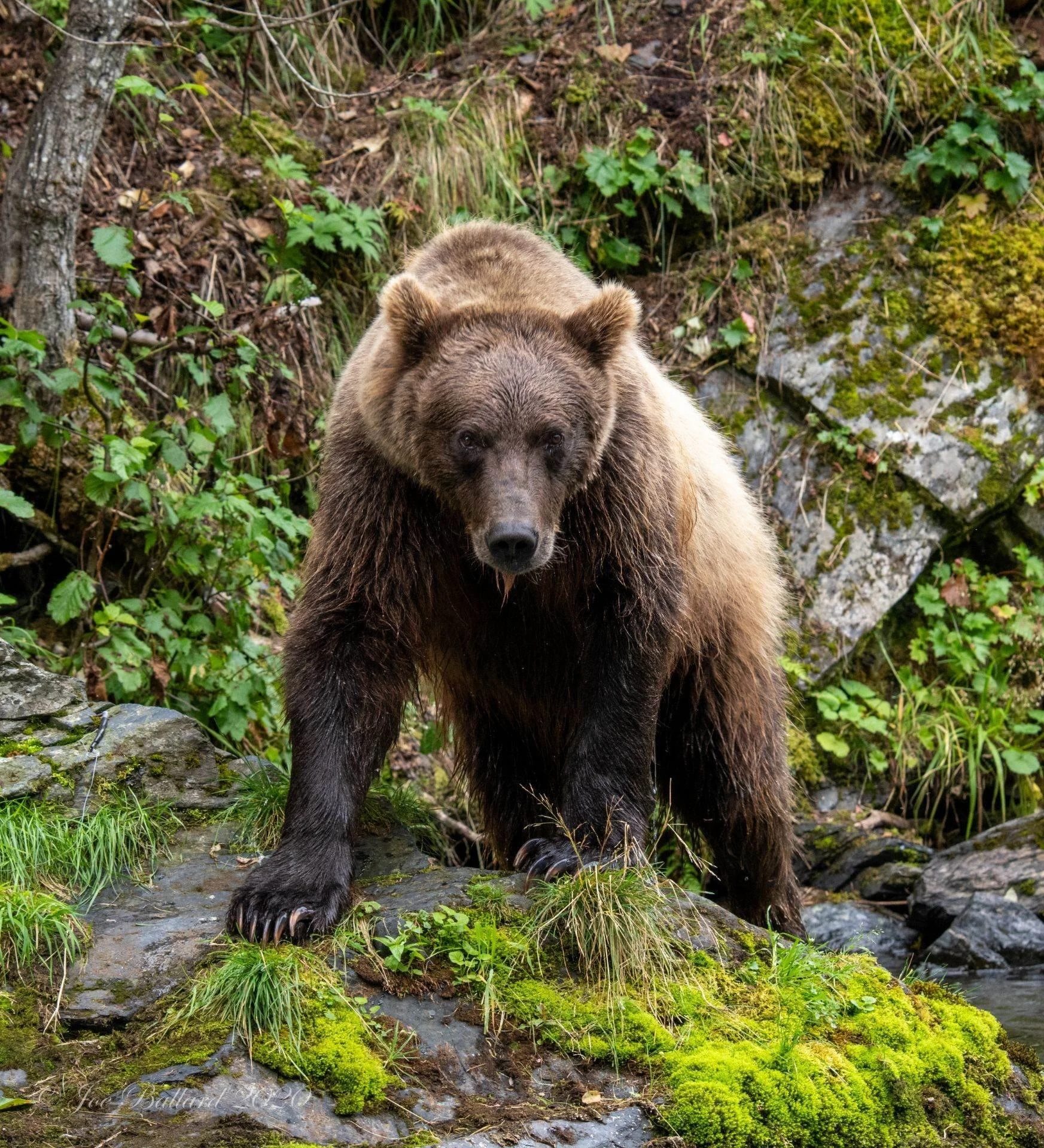 A brown bear standing on green mossy rocks near a small stream in a forested area.