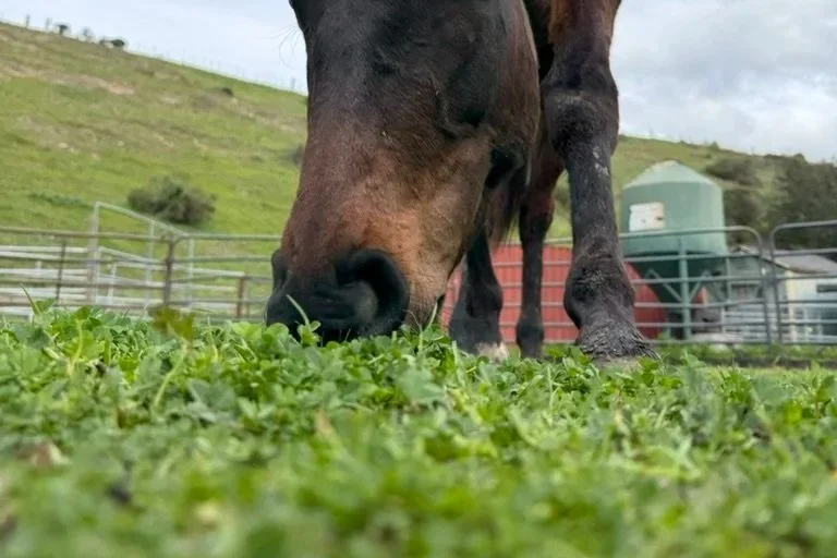 Equine Gastric Ulcers: What's Actually Happening in the Stomach