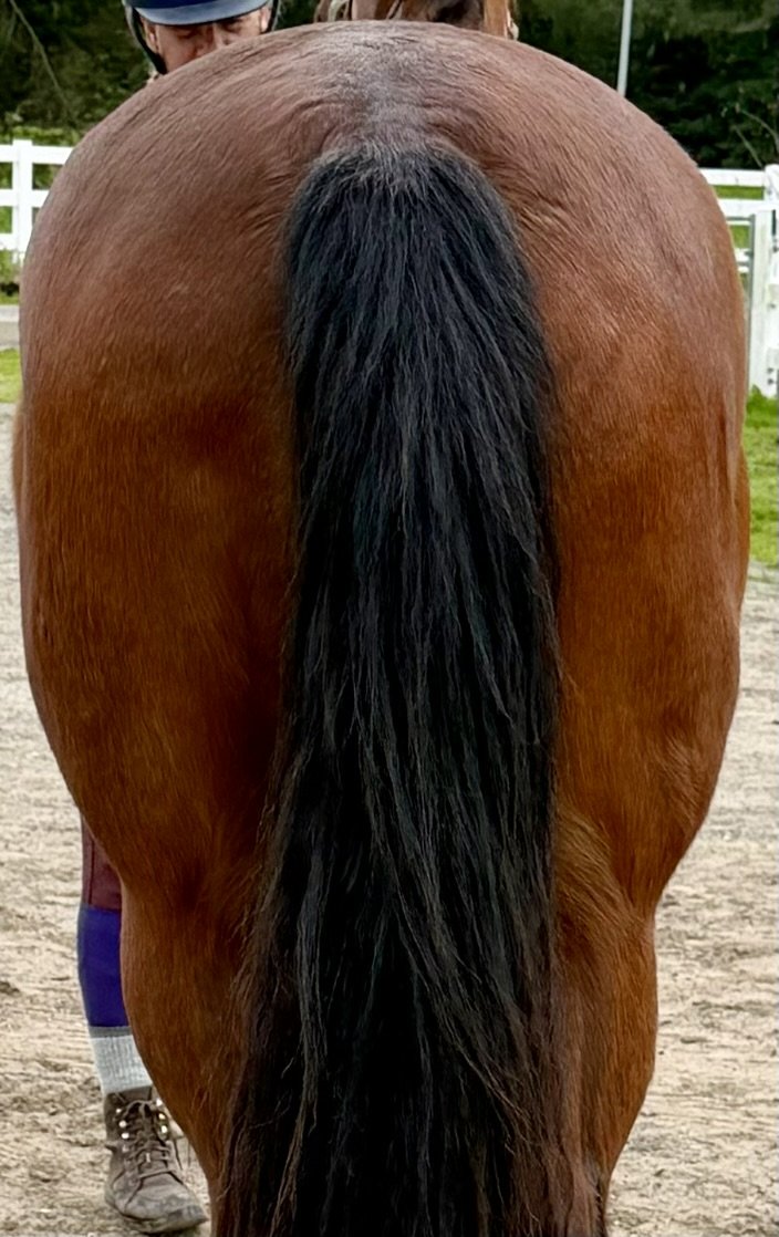Back view of a brown horse with a long black tail, standing outdoors on a dirt surface with a white fence and green trees in the background, and feet of a person wearing boots visible behind.