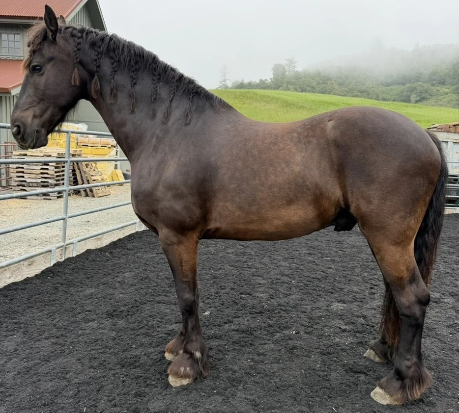 A dark brown Clydesdale horse standing on black gravel in an outdoor paddock, with a green hill and a misty sky in the background.