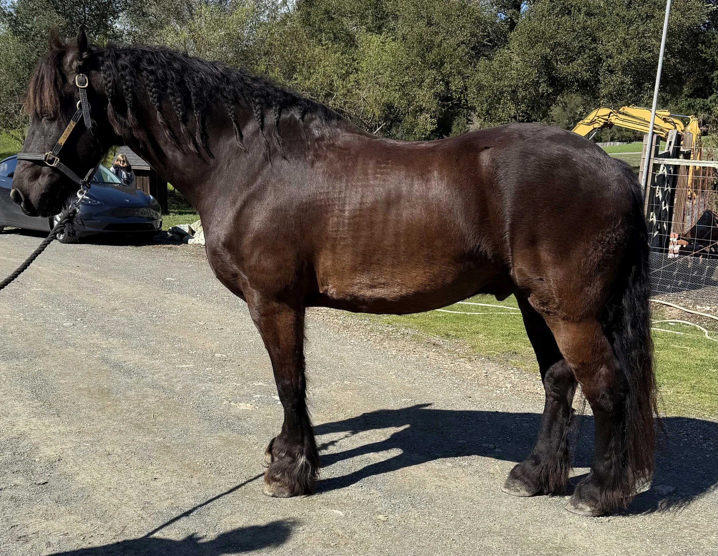 A brown horse with braided mane standing outdoors near a fence, with trees and construction equipment in the background.