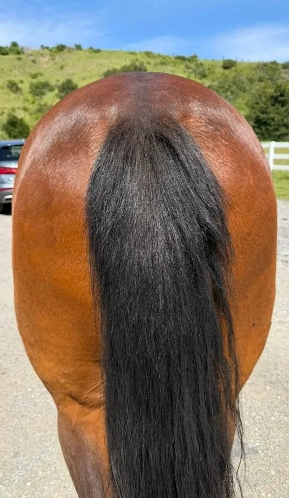 Back of a brown horse with black tail standing outdoors, with a green hill, blue sky, and cars in background.