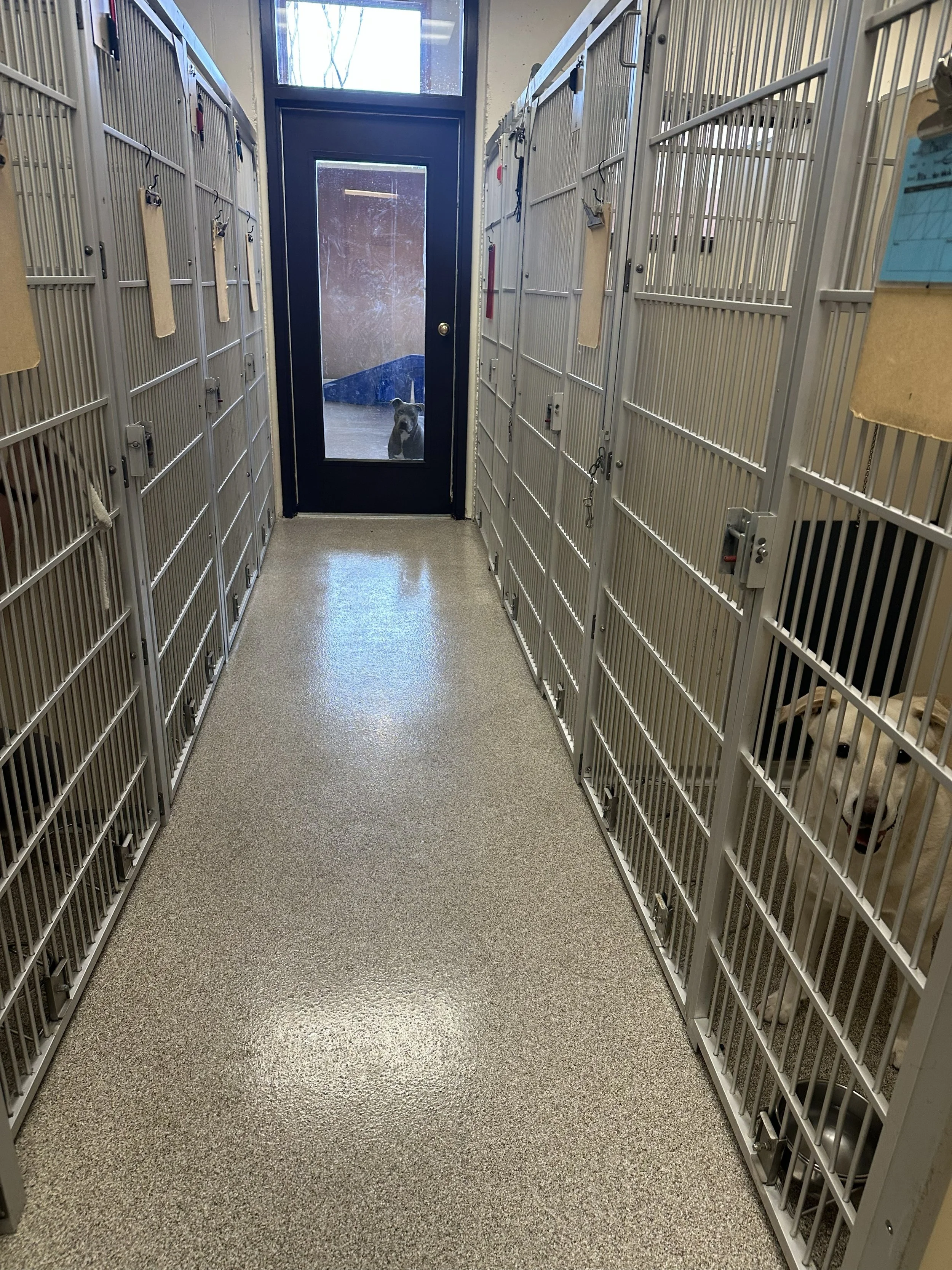 Carbondale Kennel Flooring.jpg