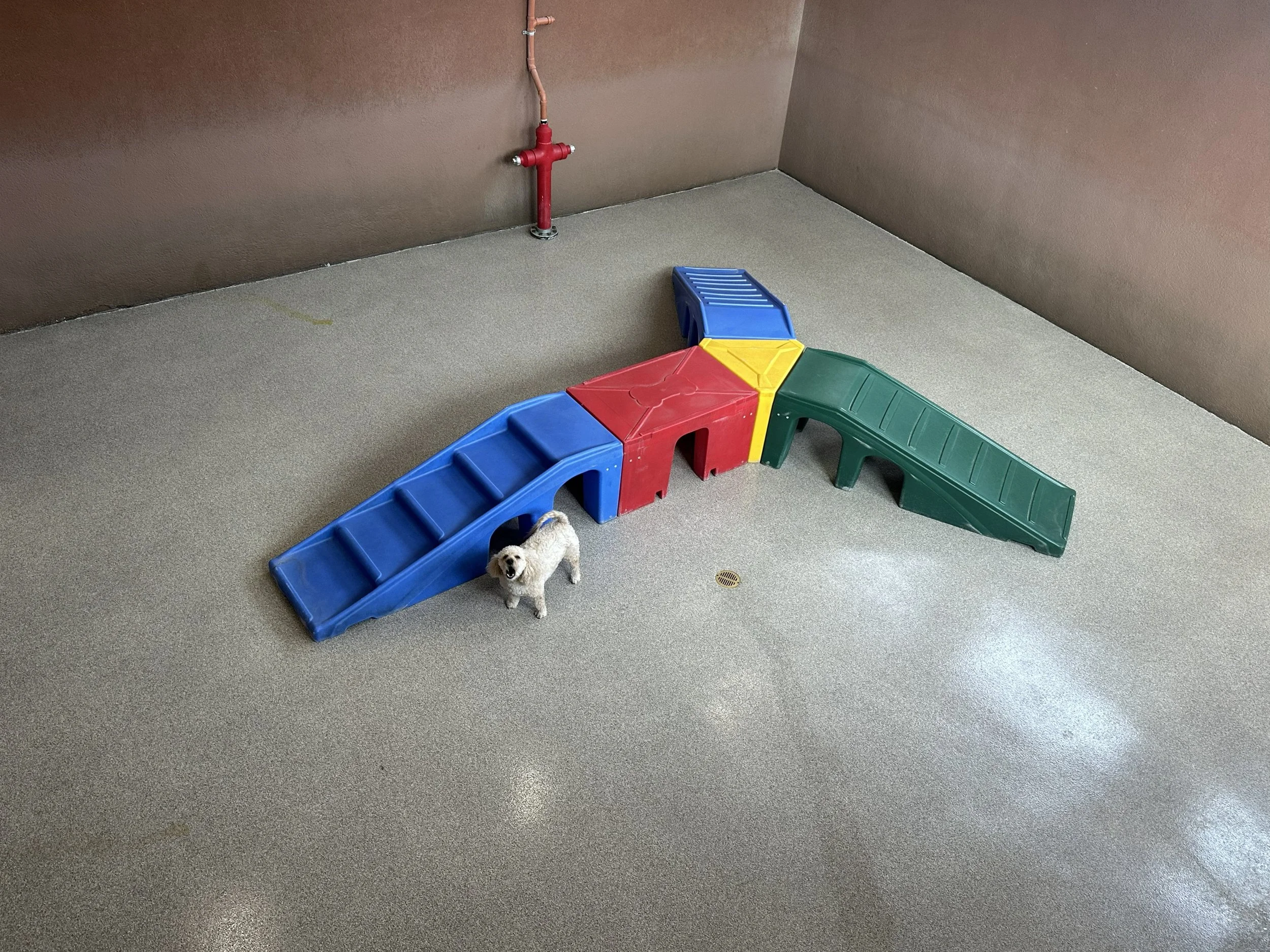 Carbondale Kennel Dog Playroom.jpg