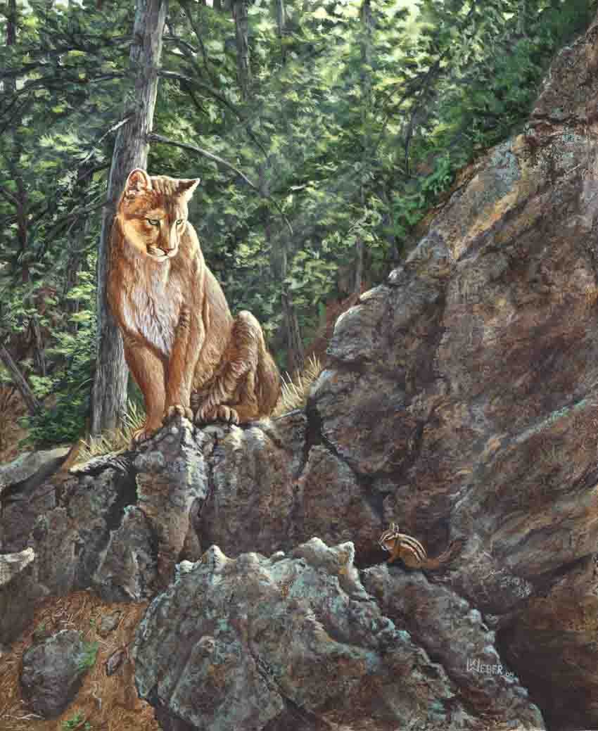 A focused mountain lion sitting on a rocky ledge in a forested area with green trees and rocks around it.
