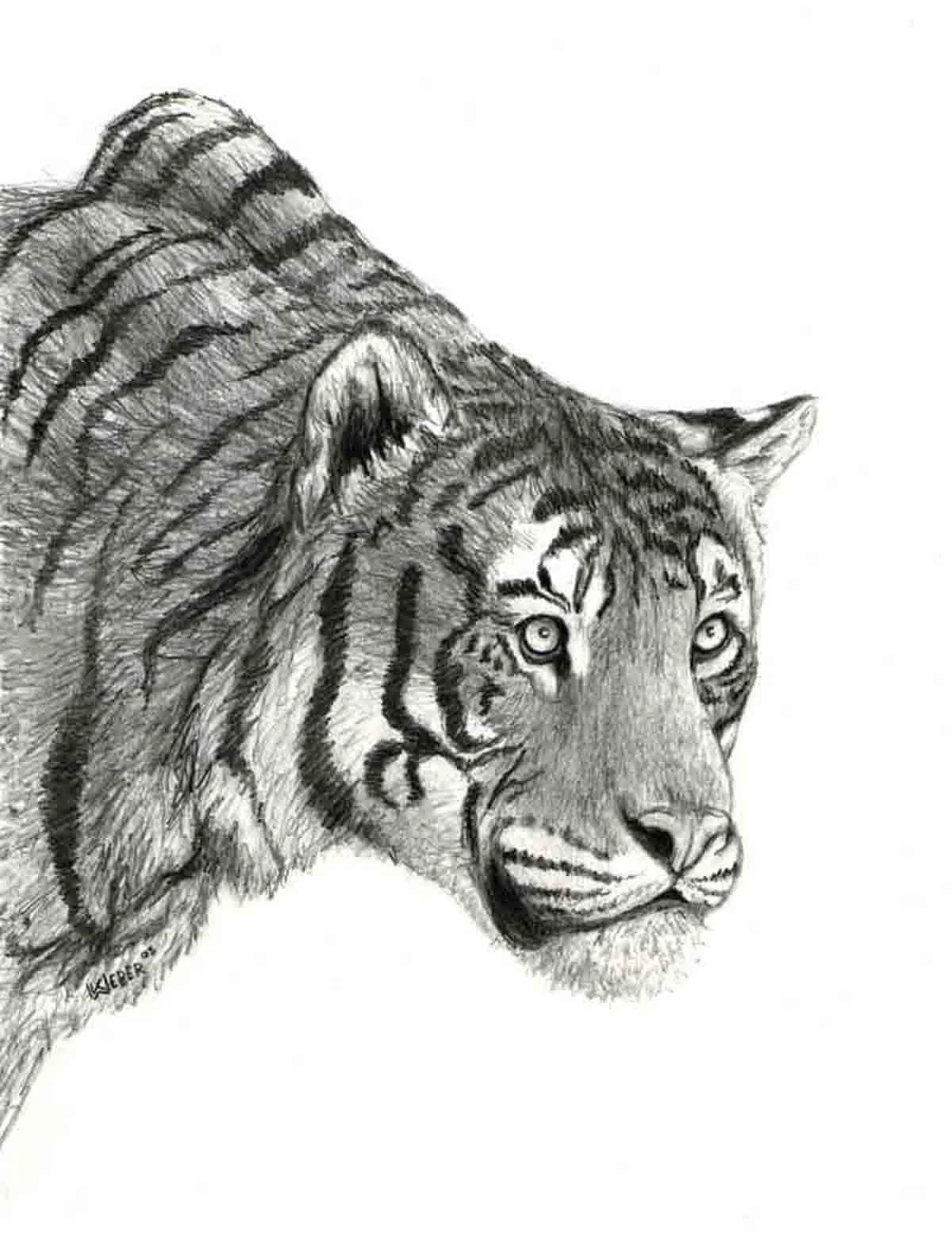 Black and white sketch of a tiger's head and partial body, with detailed fur and stripes, facing forward.