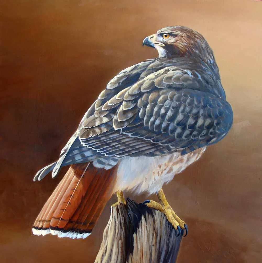 Red Tailed Hawl