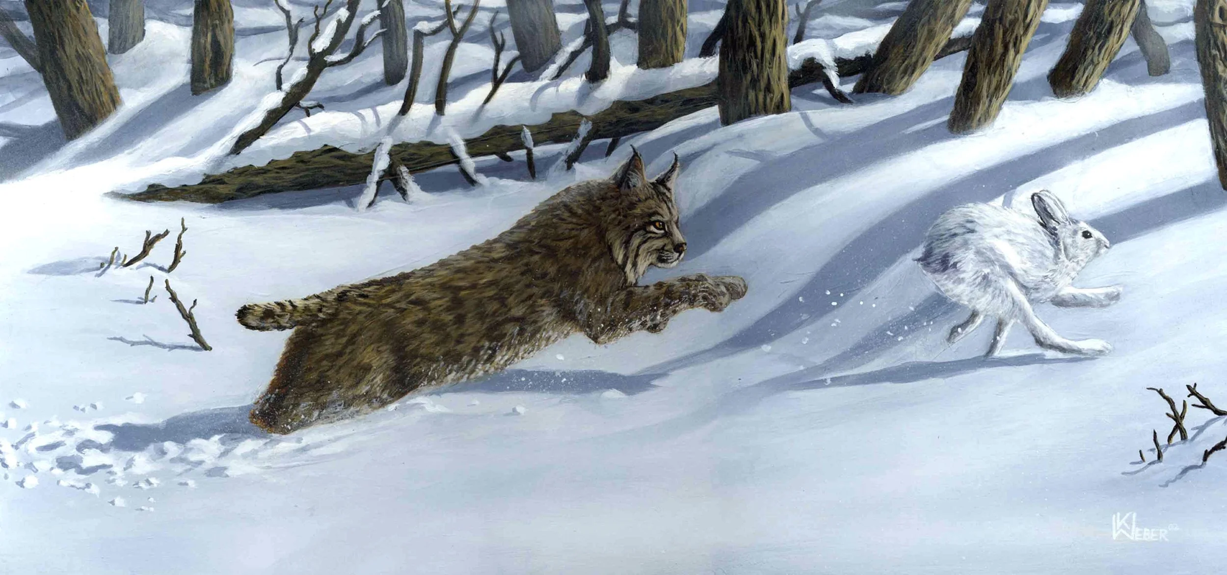 A mountain lion chasing a rabbit through snowy forest, tall trees in the background, snow-covered ground, and paw prints in the snow.