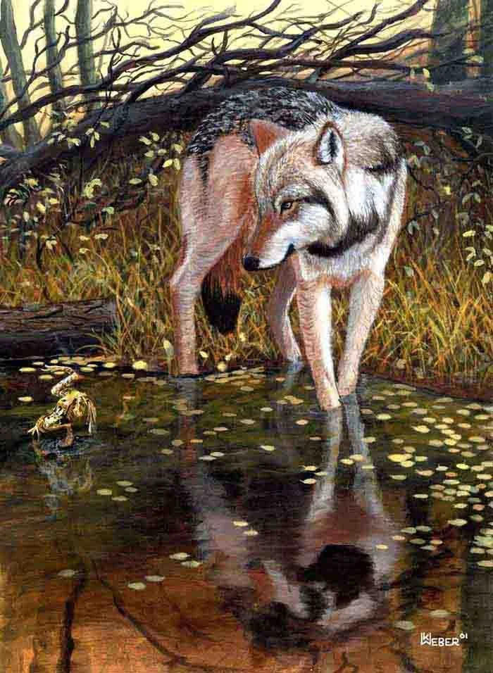 A realistic painting of a wolf standing in a pond with a frog on a lily pad nearby, surrounded by trees and autumn foliage.