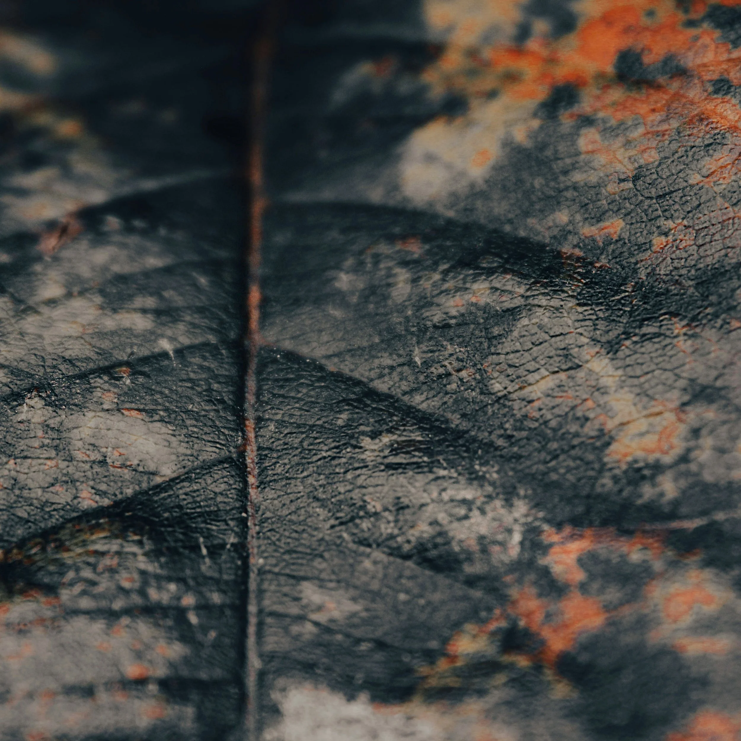 Close-up of a dark, weathered leaf with visible veins and patches of orange and grayish colors.