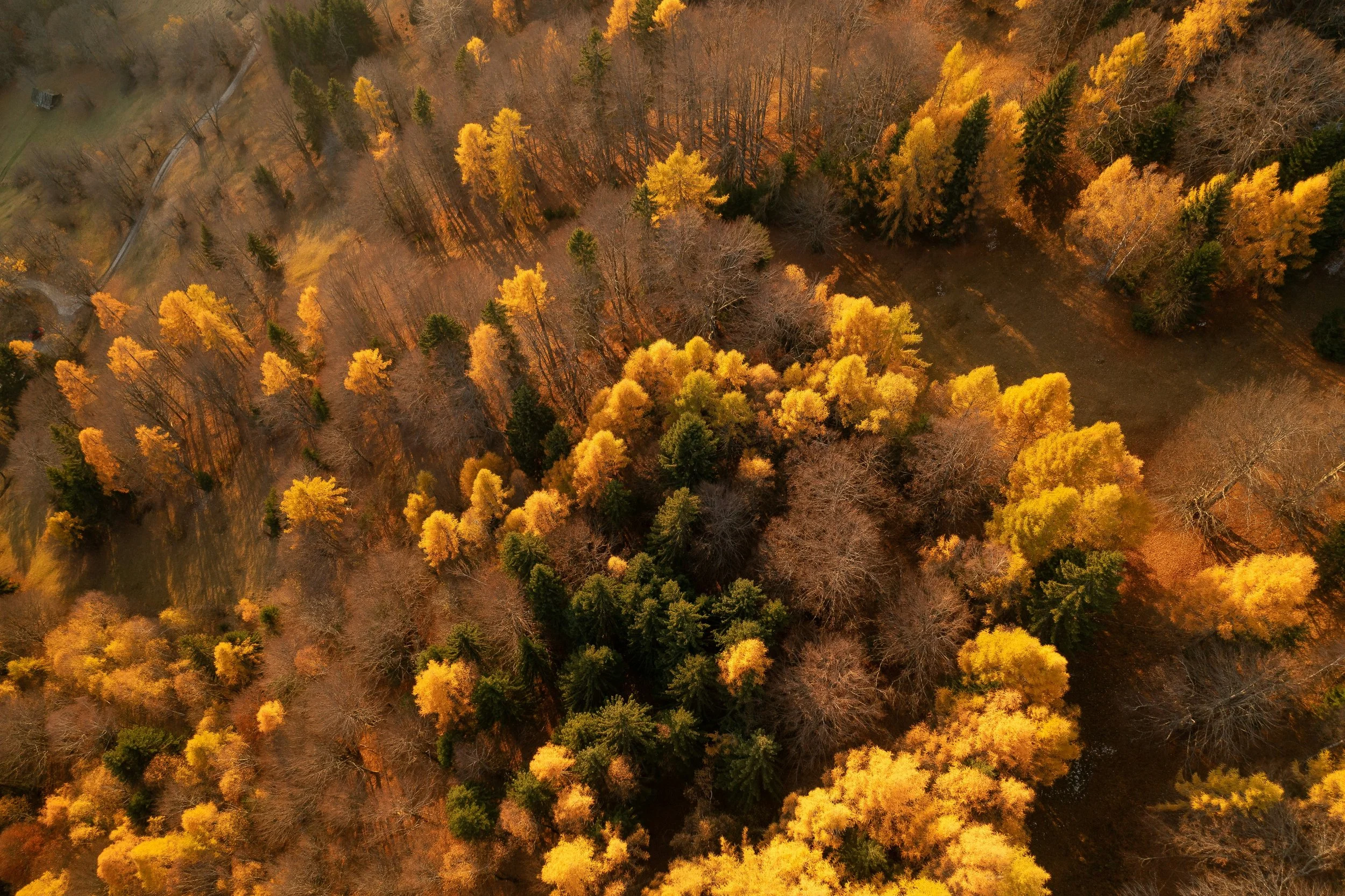 An aerial view of a forest with trees in autumn colors, predominantly yellow and orange, interspersed with green evergreens, and a few bare trees, with a small road or pathway visible on the left side.