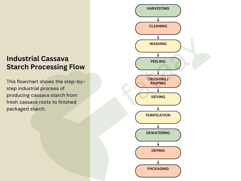 How Cassava Starch Is Produced