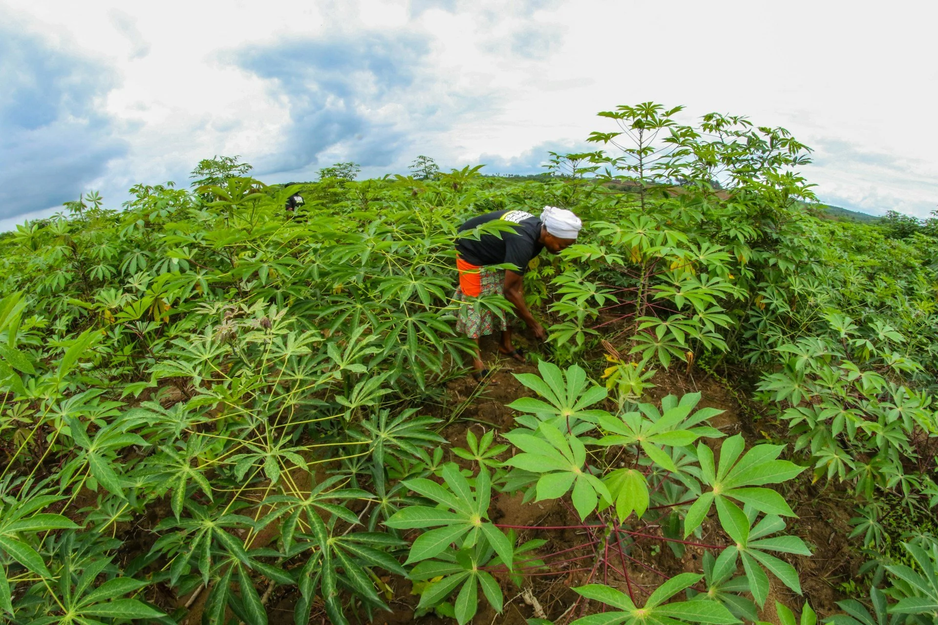 Why Cassava Processing is a Growing Industry in Nigeria