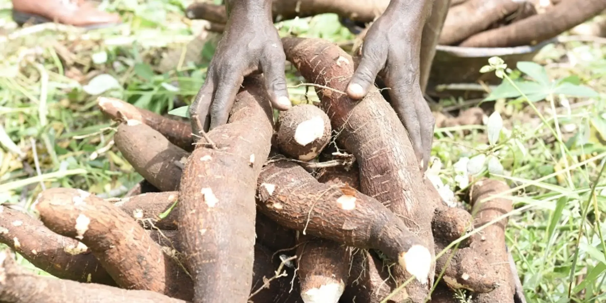 hands holding cassava roots