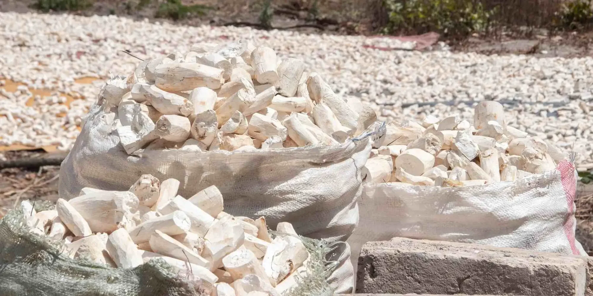 Dried peeled Cassava roots