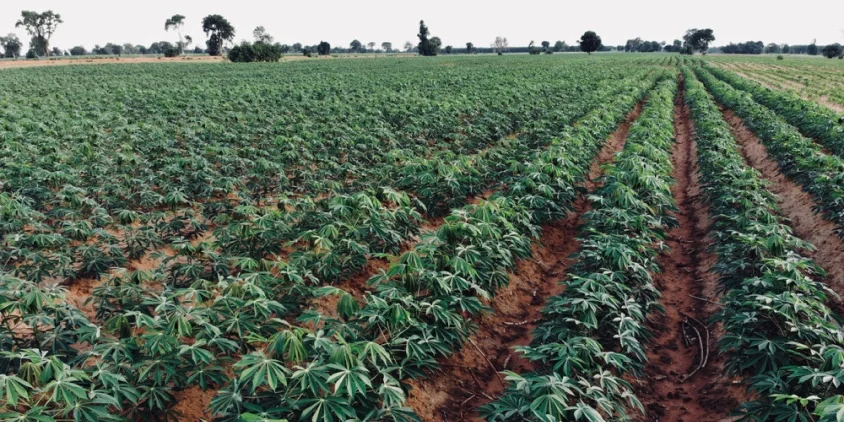 Cassava plantation